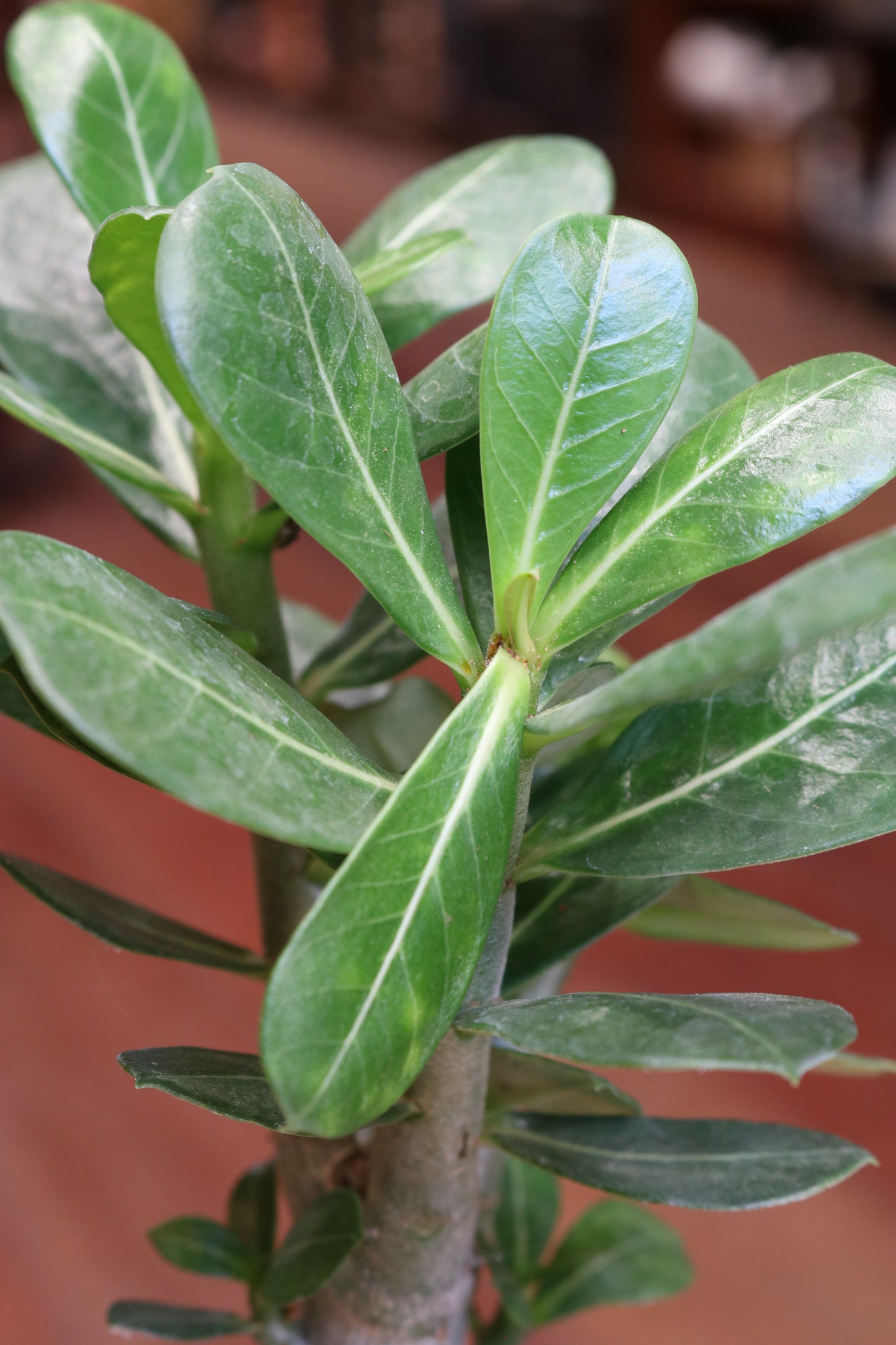 Adenium Obesum (Desert Rose)