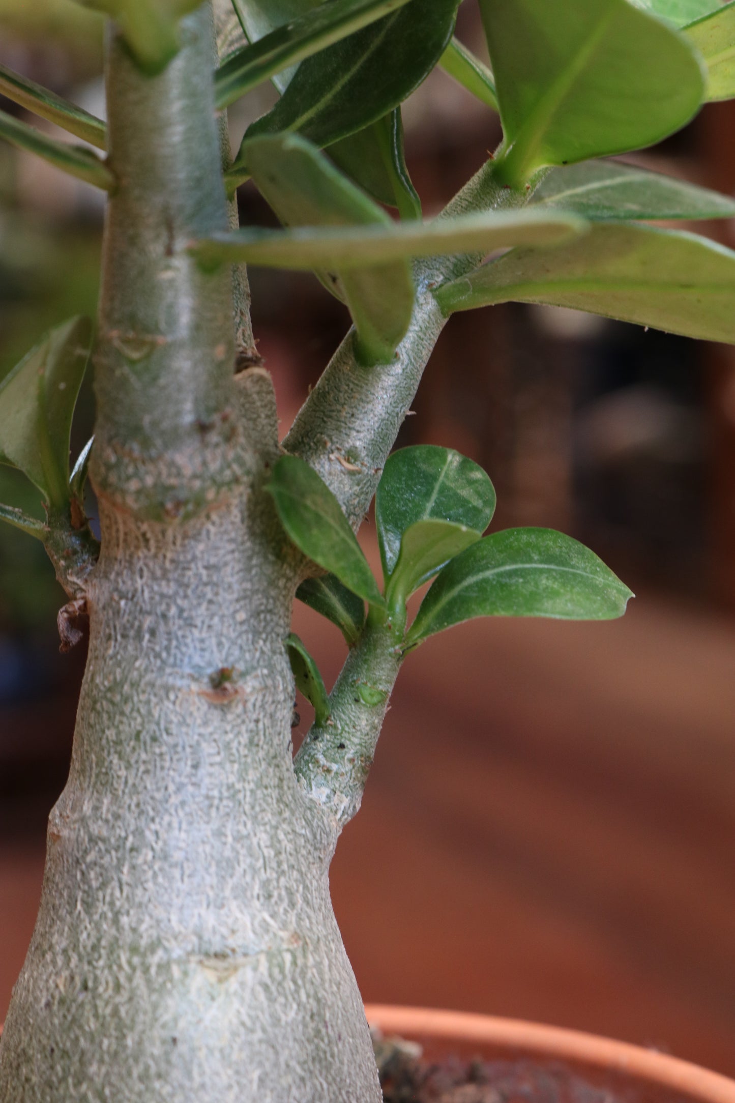 Adenium Obesum (Desert Rose)