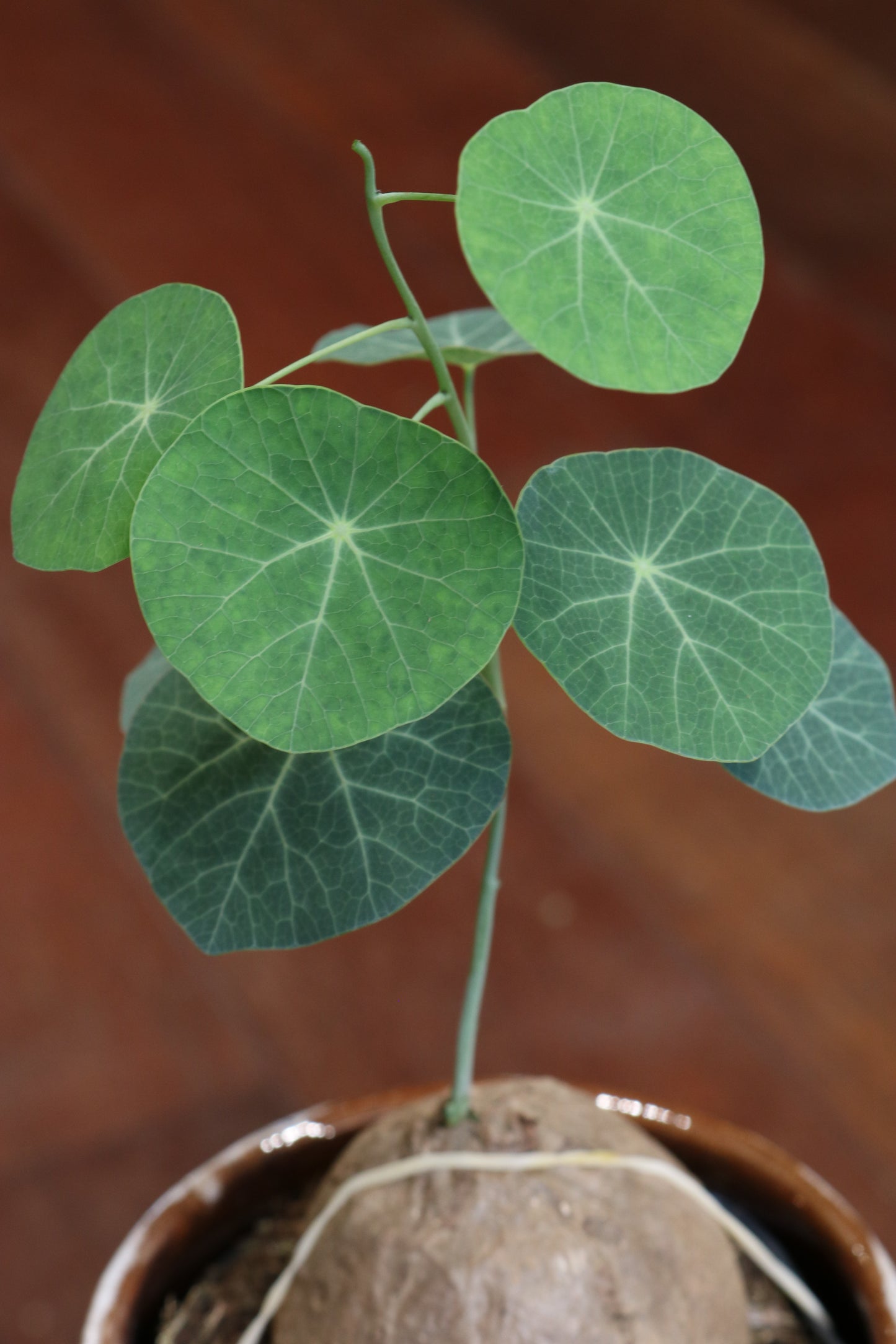 Stephania Erecta