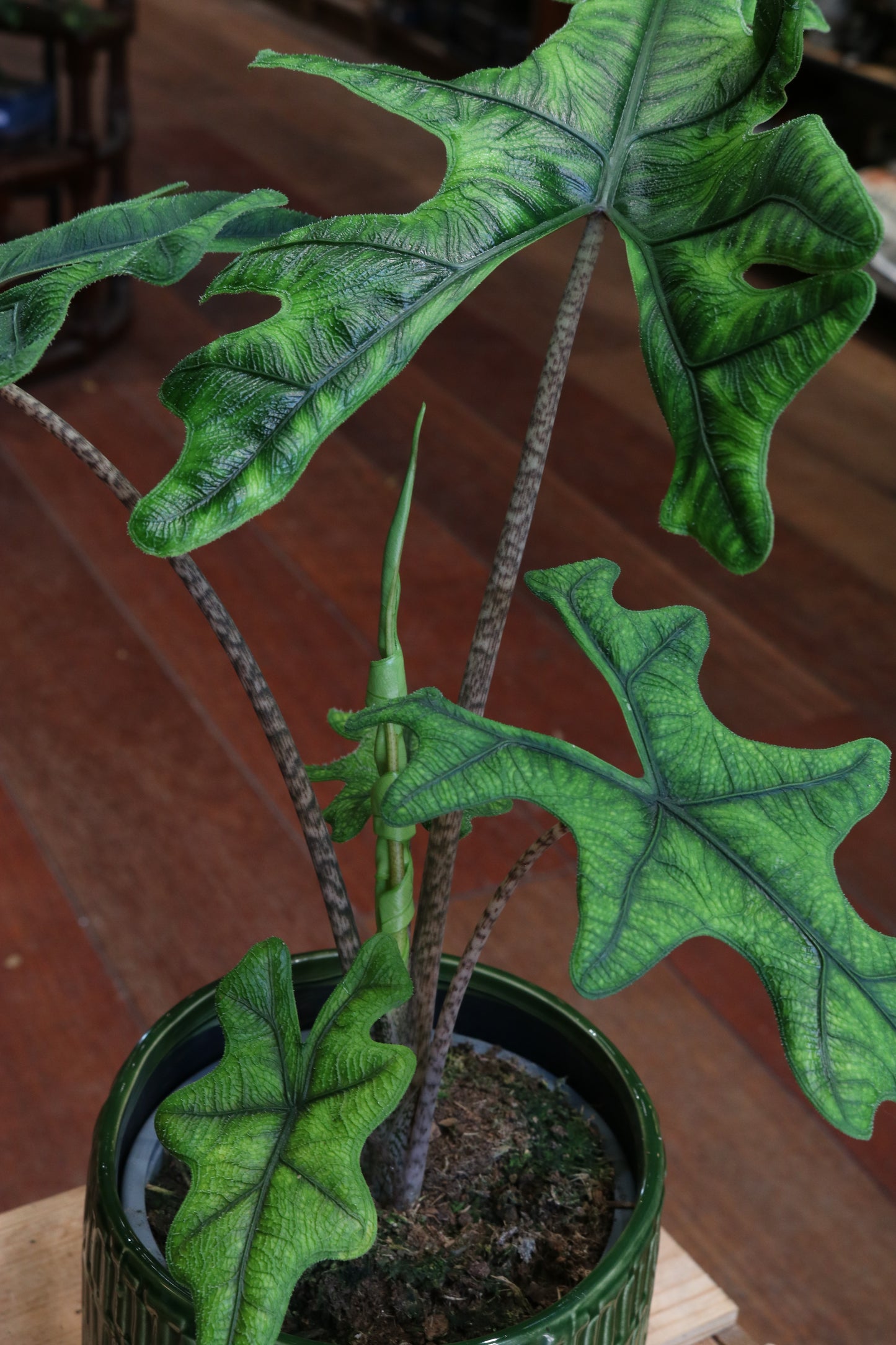 Alocasia Jacklyn