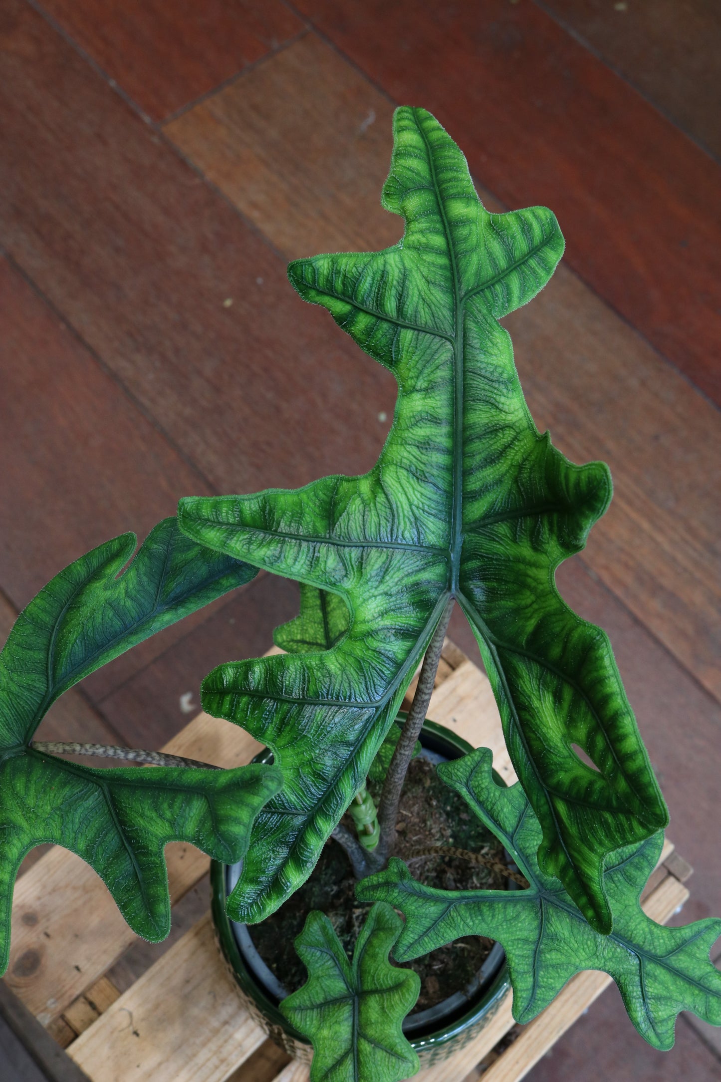 Alocasia Jacklyn