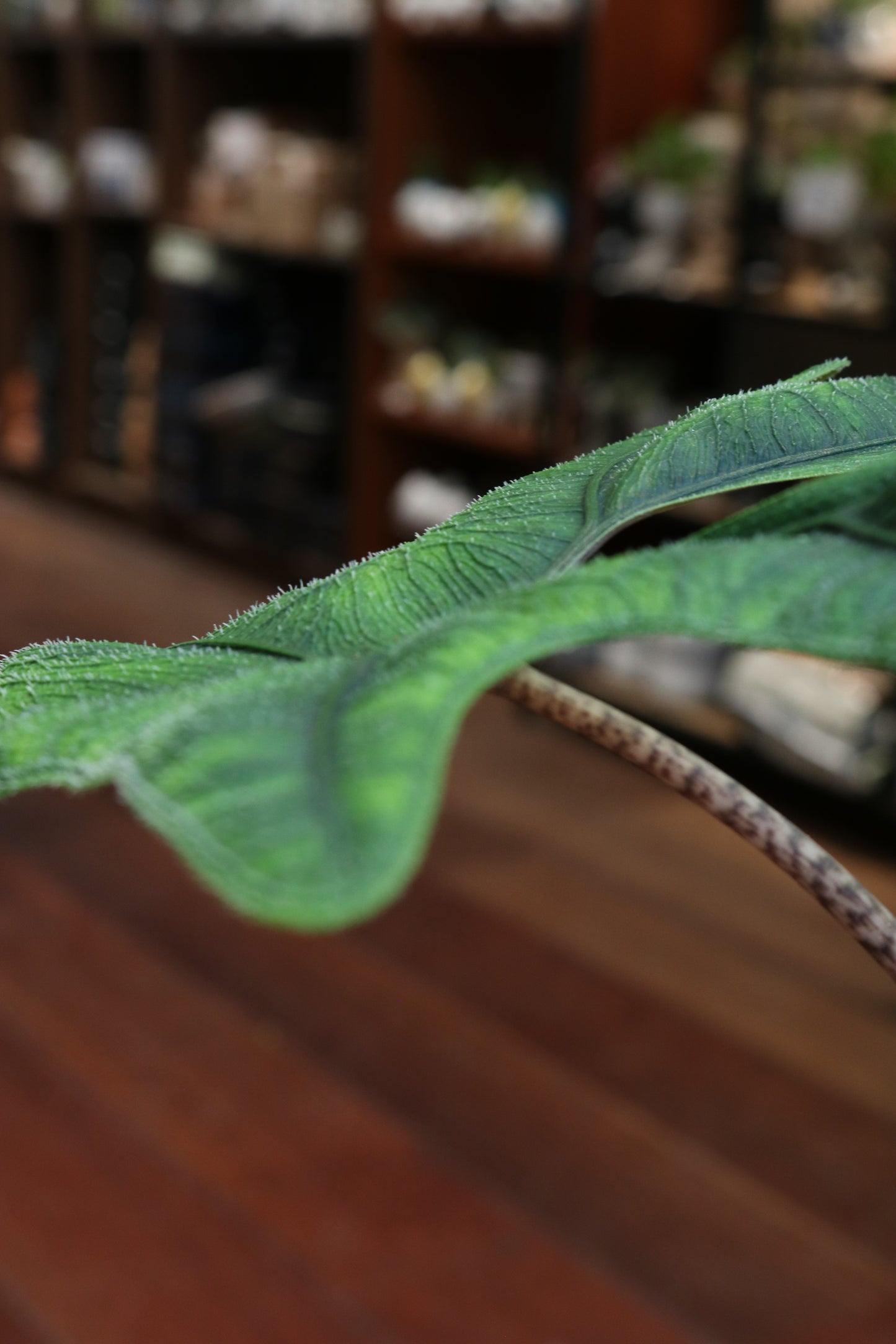 Alocasia Jacklyn