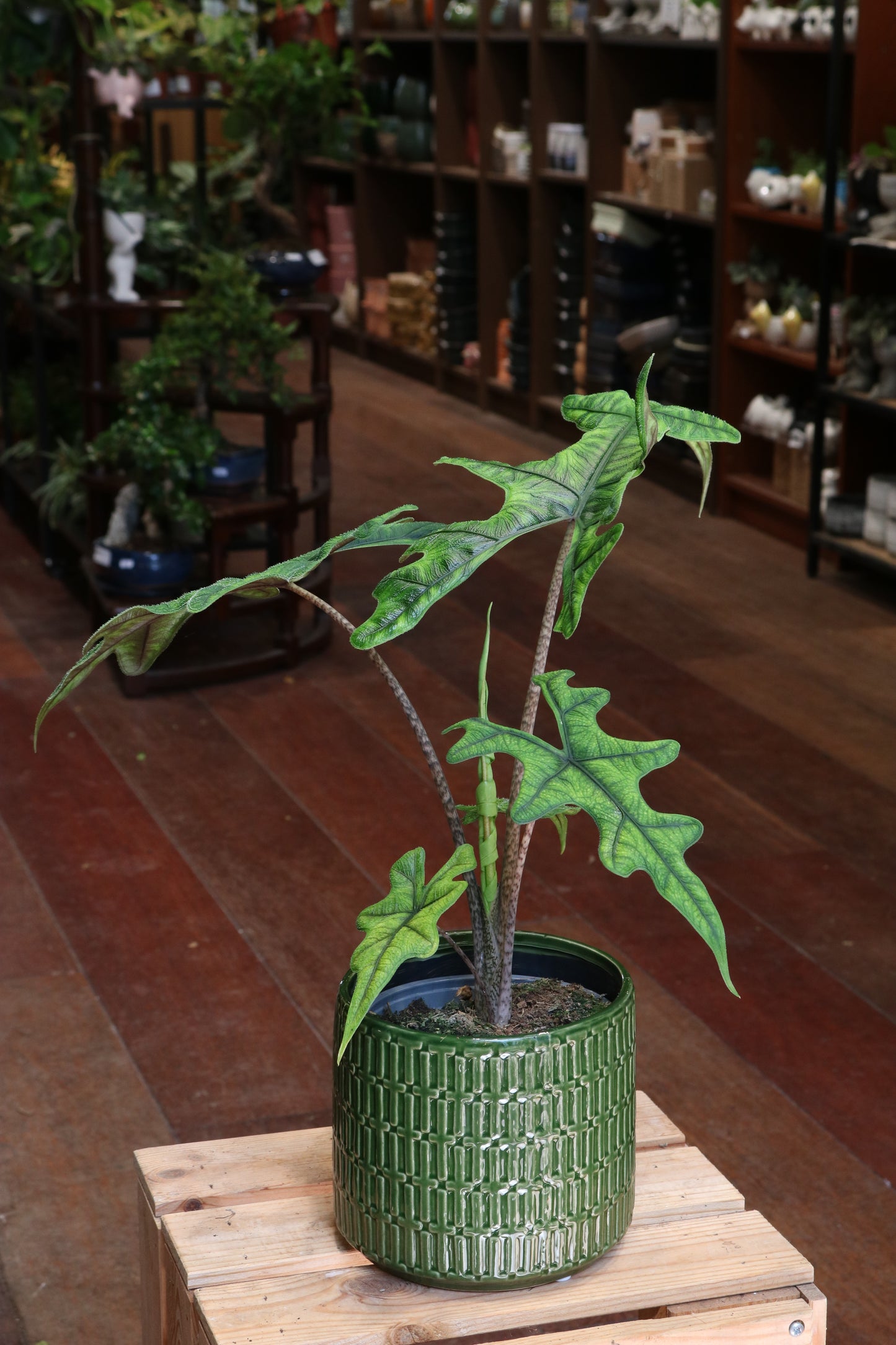 Alocasia Jacklyn