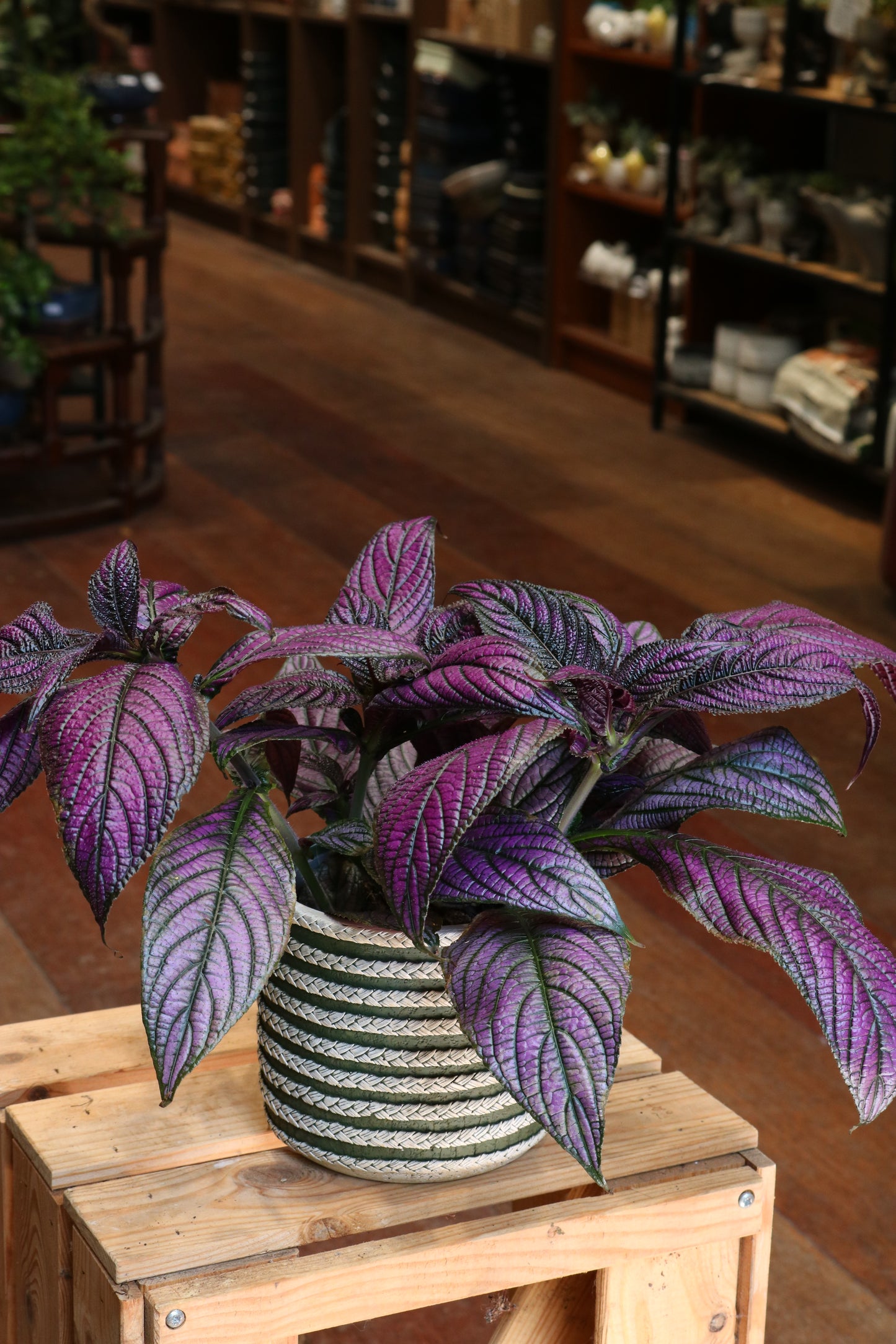 Strobilanthes Dyeriana 'Metallica'