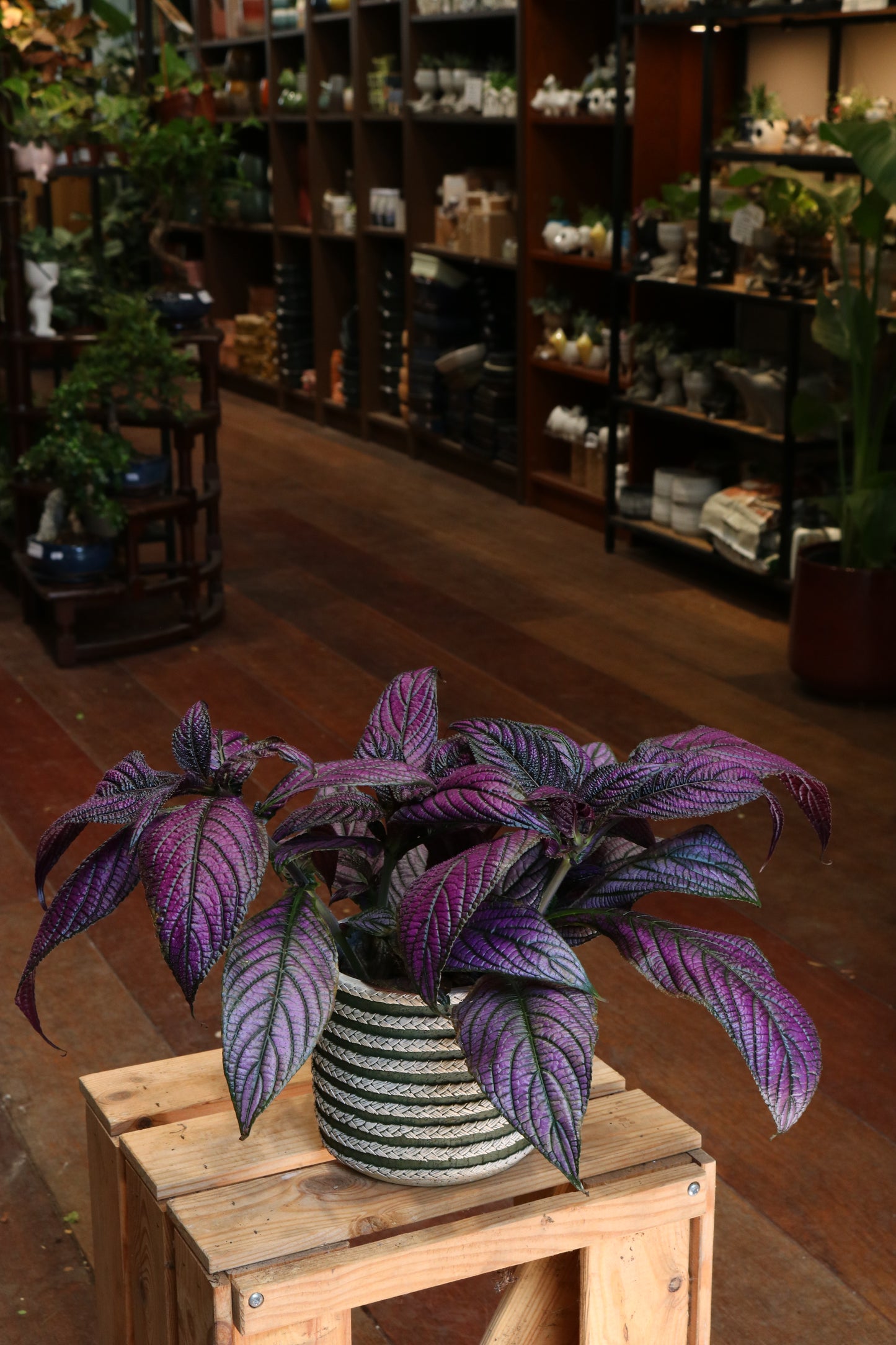 Strobilanthes Dyeriana 'Metallica'