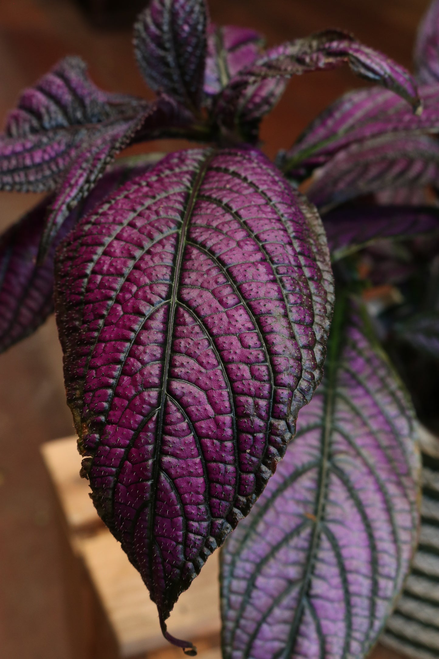 Strobilanthes Dyeriana 'Metallica'