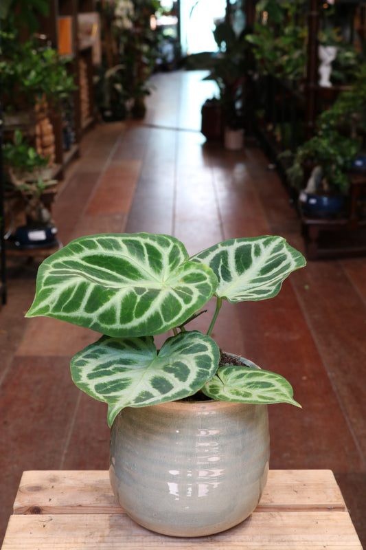 Anthurium 'Silver Blush'