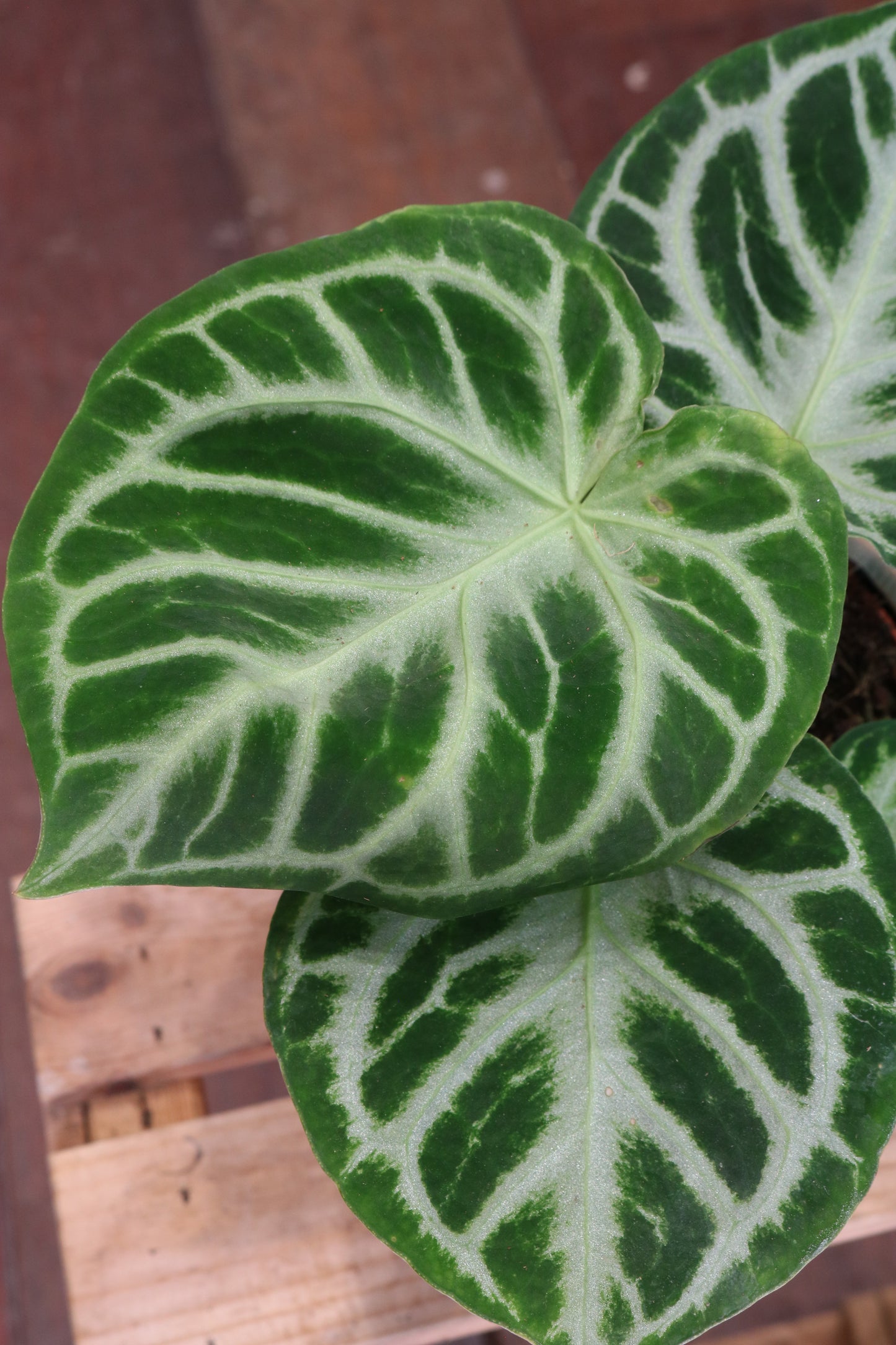 Anthurium 'Silver Blush'