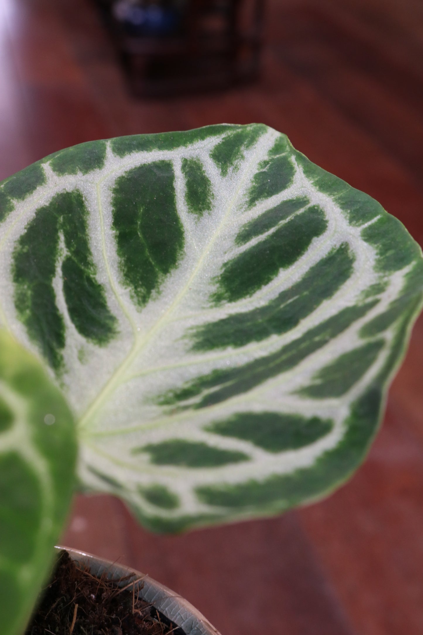 Anthurium 'Silver Blush'