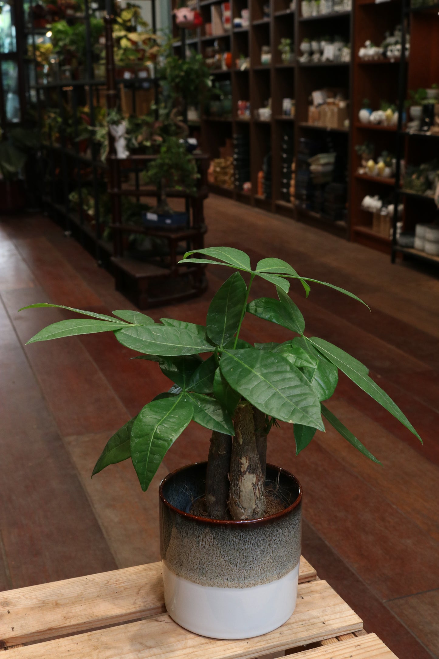 Pachira Aquatica