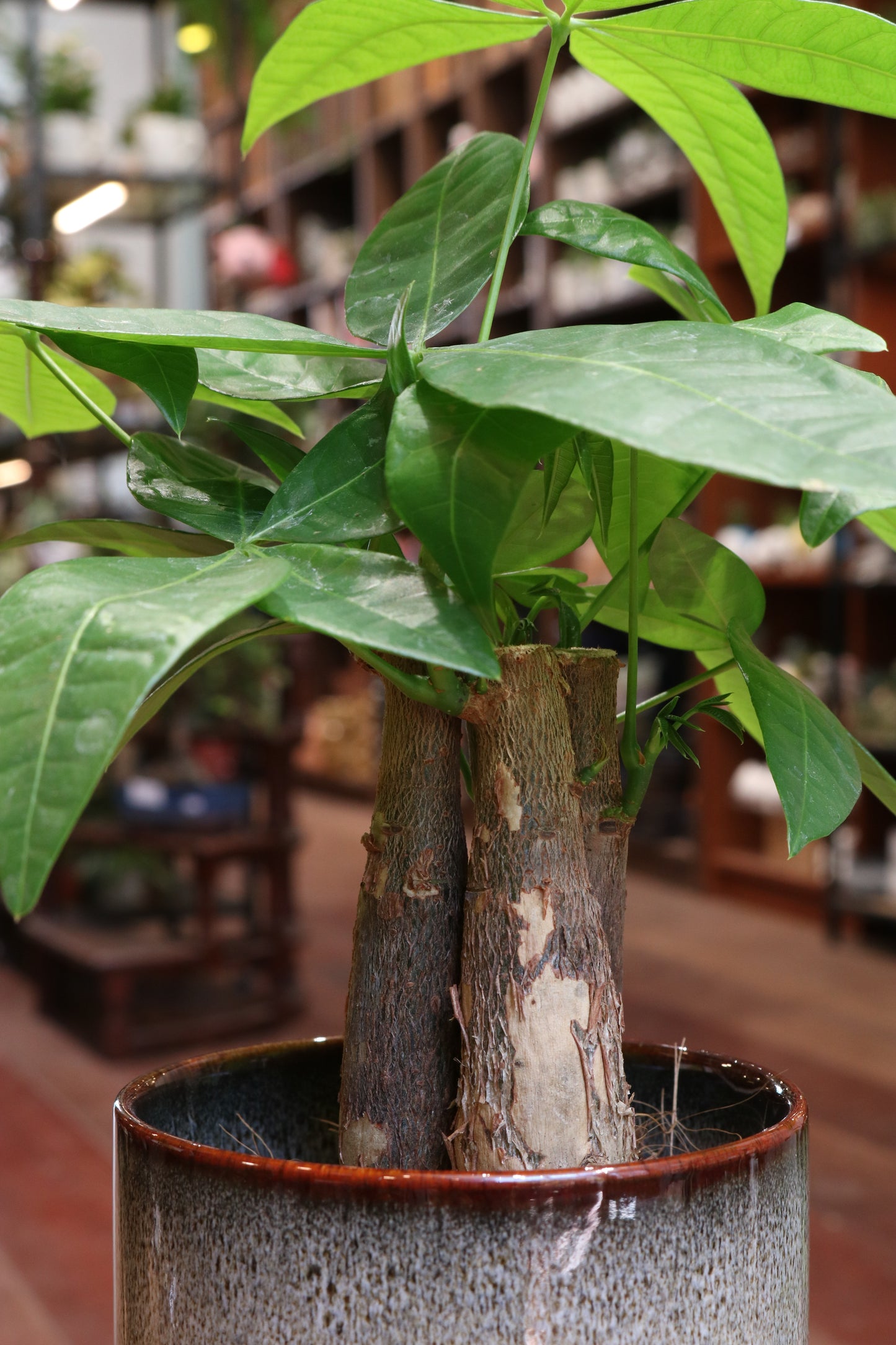 Pachira Aquatica