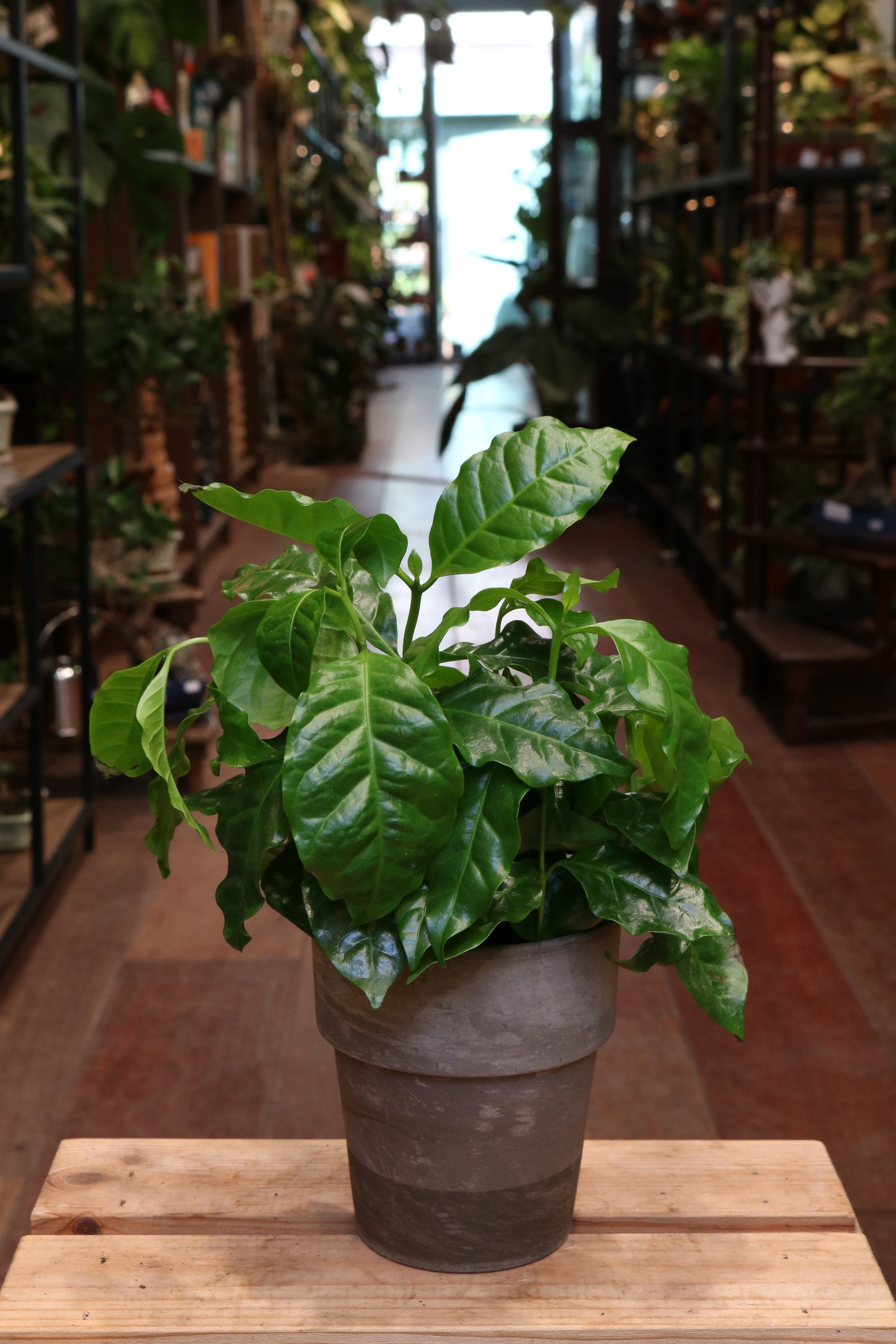Coffea arabica (with pot)