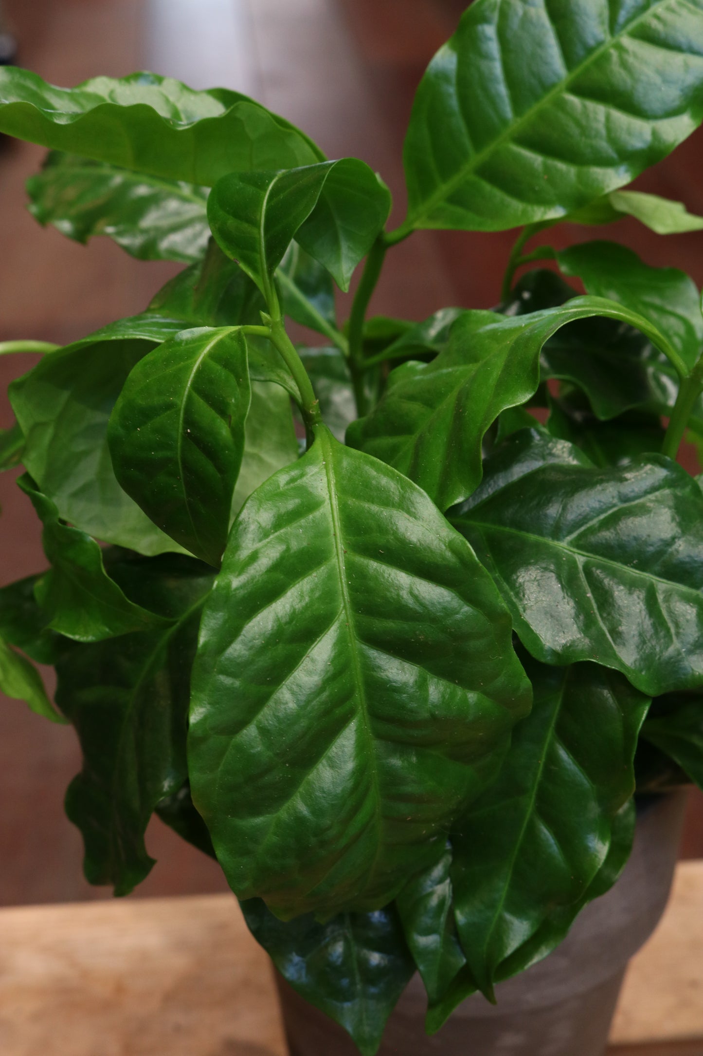 Coffea arabica (with pot)