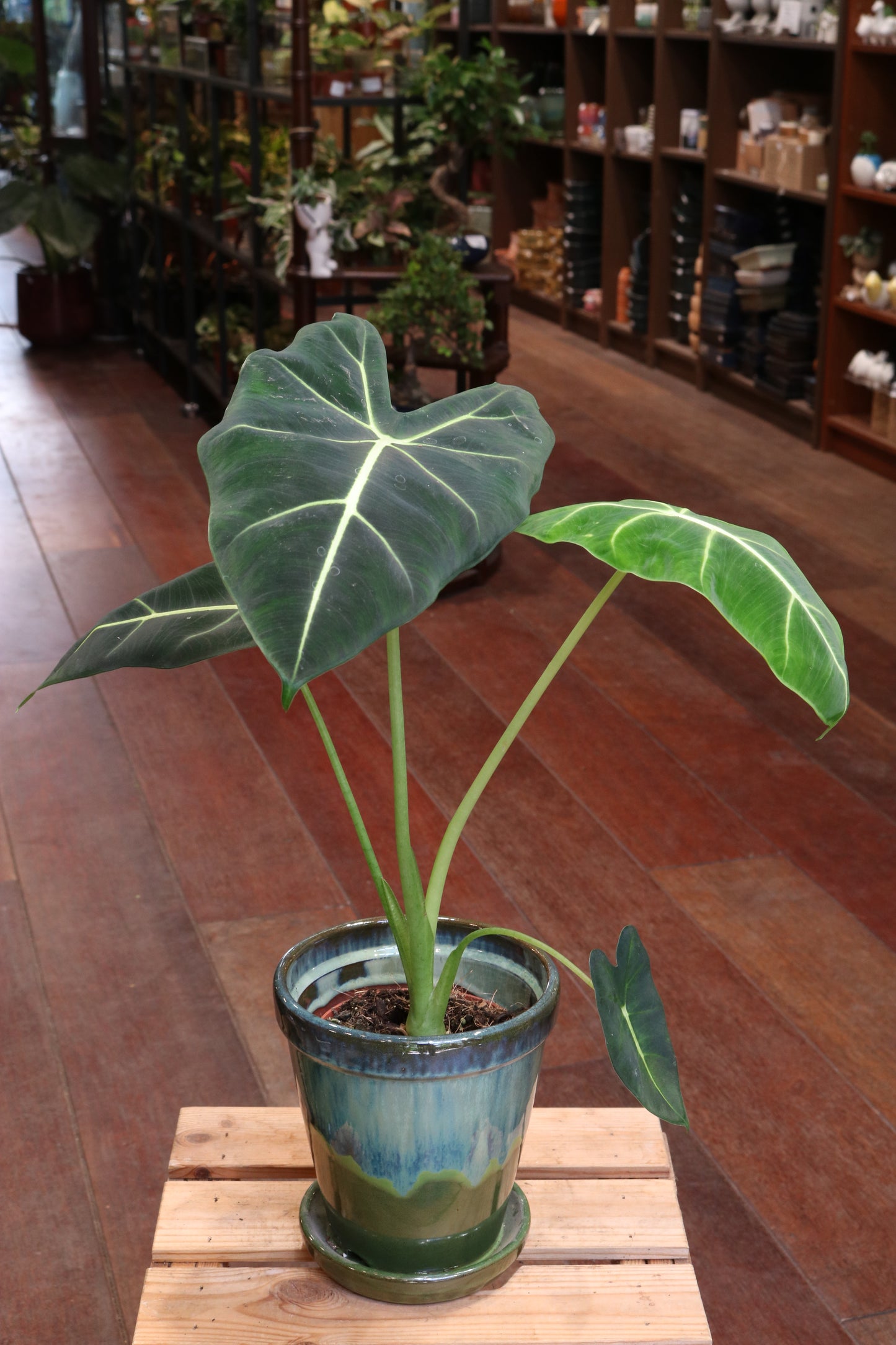Alocasia Frydek (Green Velvet)