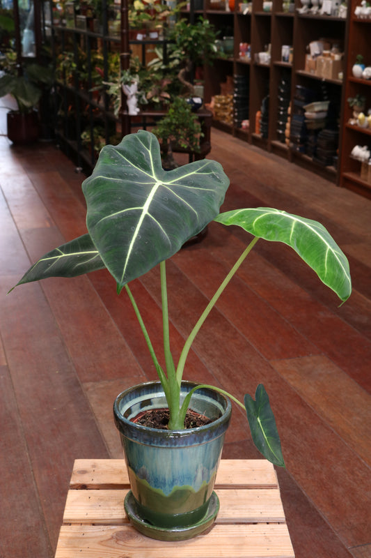Alocasia Frydek (Green Velvet)