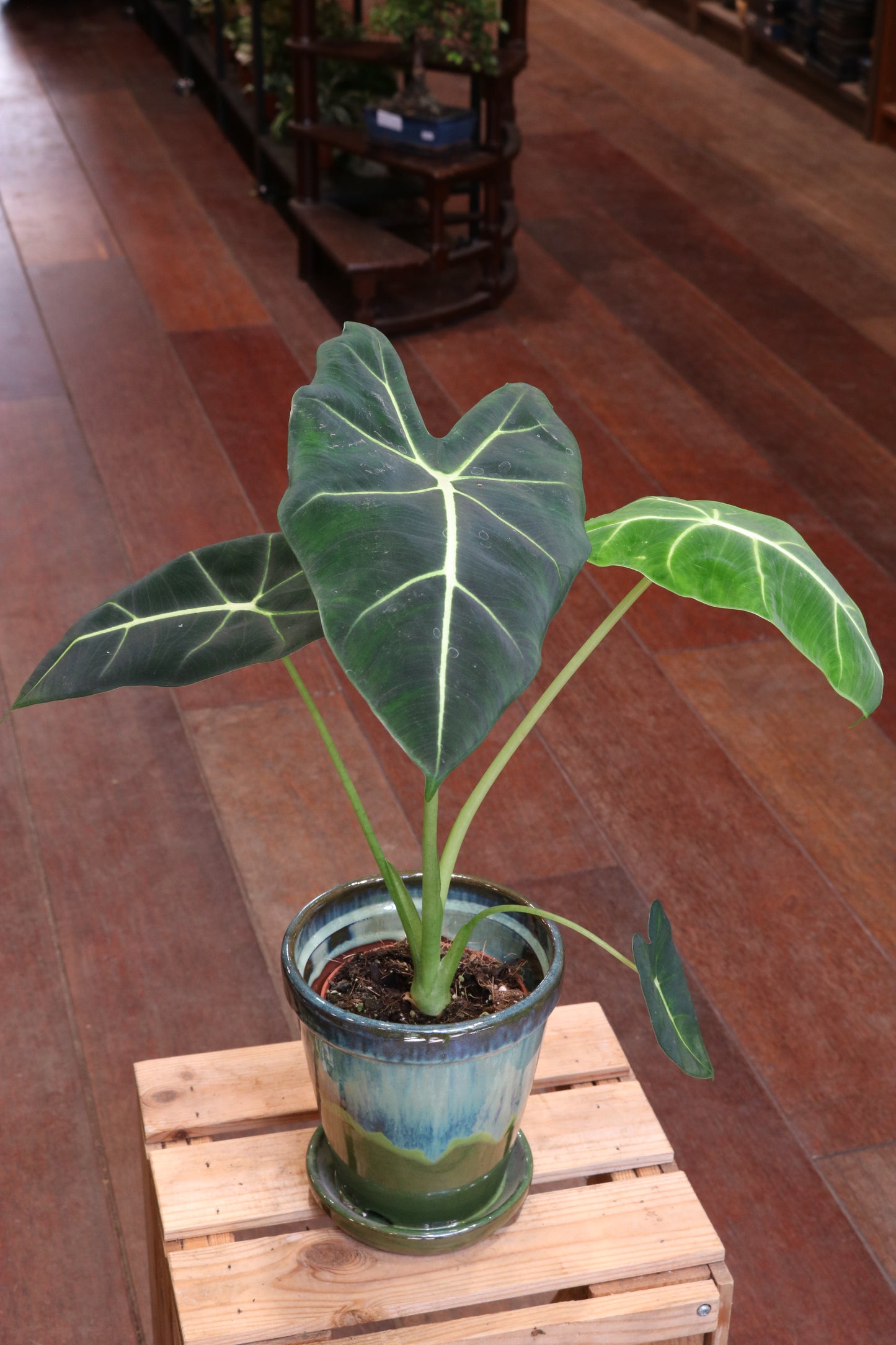 Alocasia Frydek (Green Velvet)