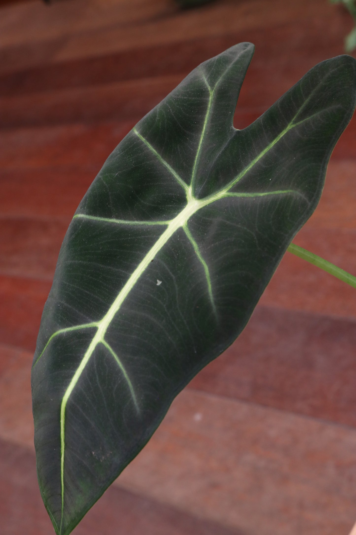 Alocasia Frydek (Green Velvet)