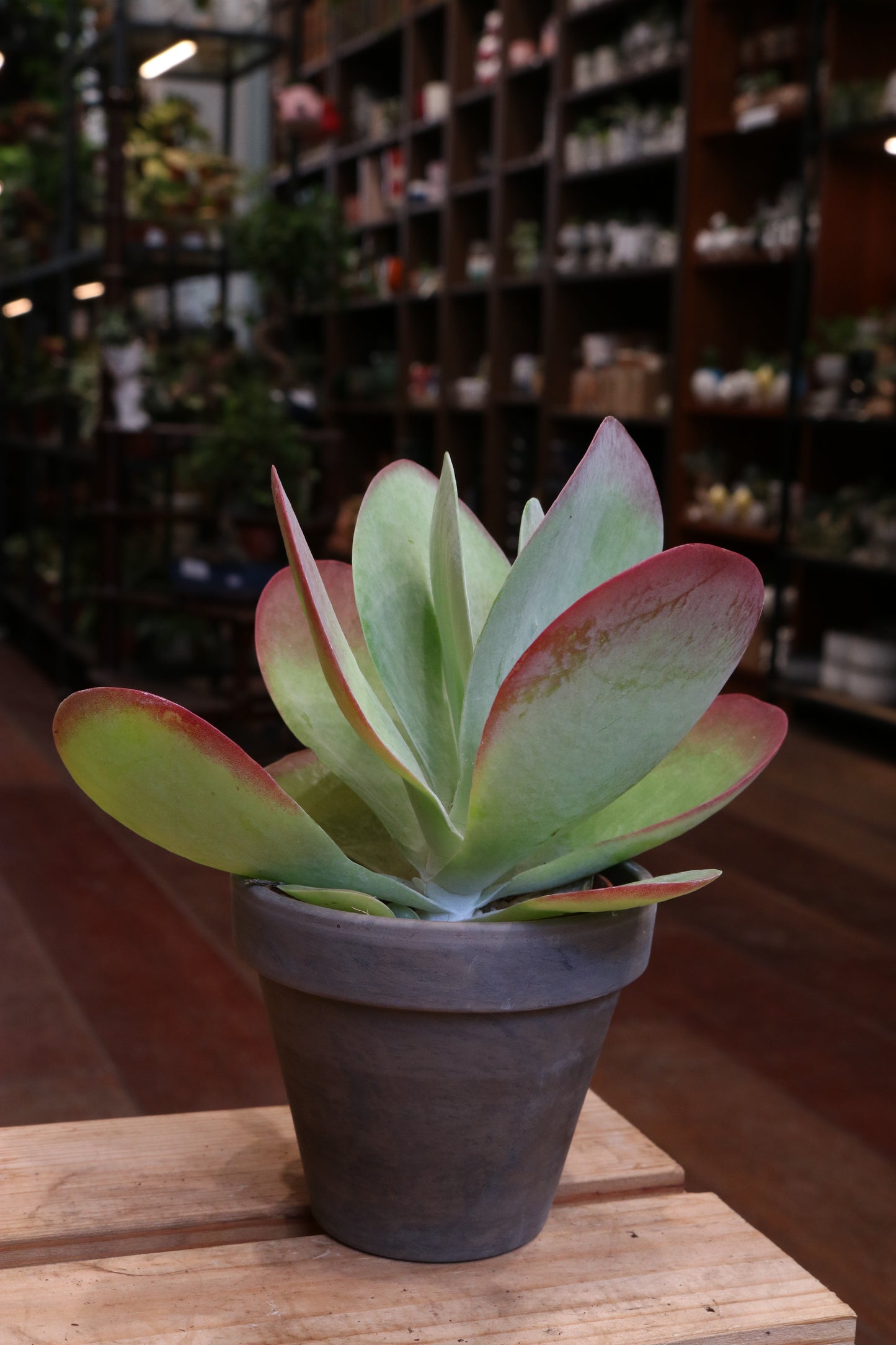 Kalanchoe Thyrsiflora