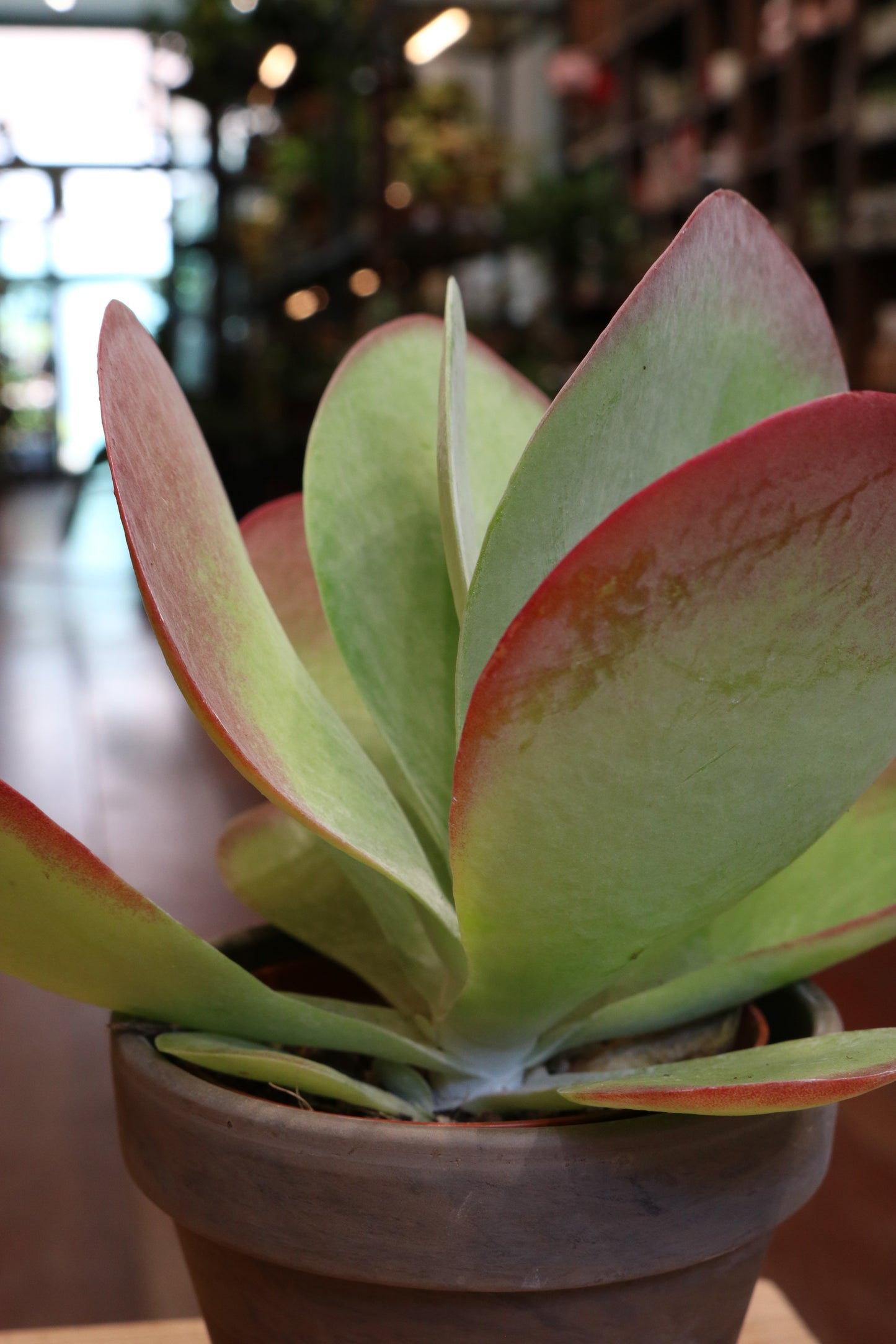 Kalanchoe Thyrsiflora