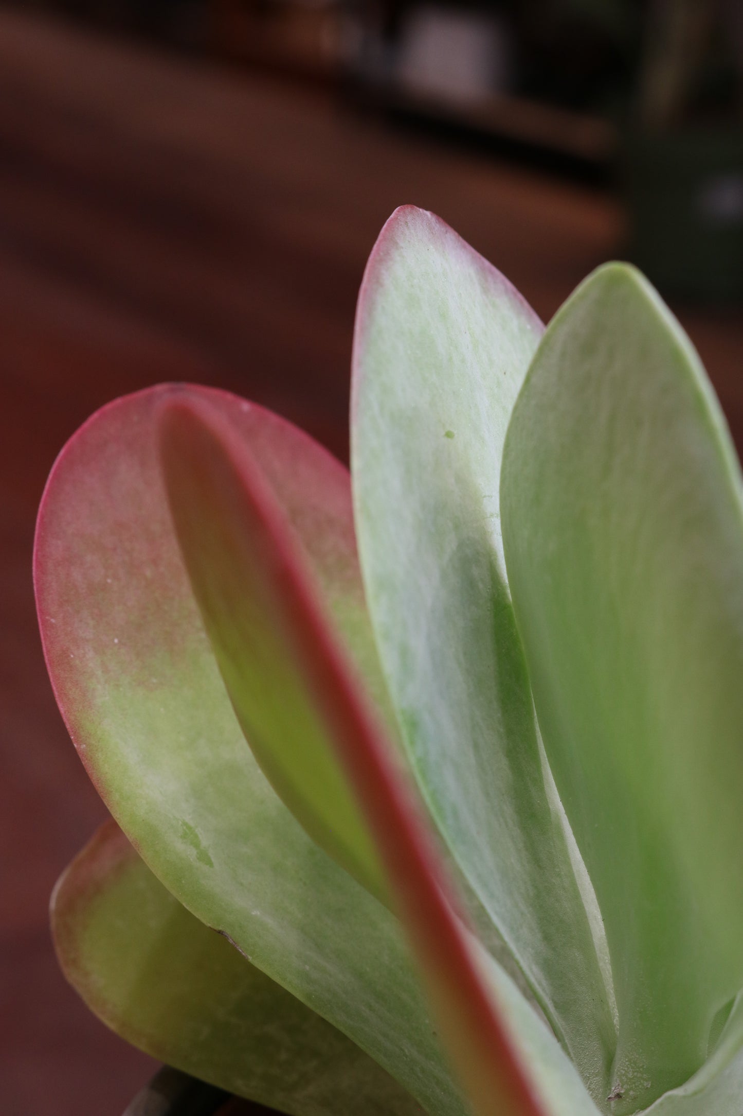 Kalanchoe Thyrsiflora