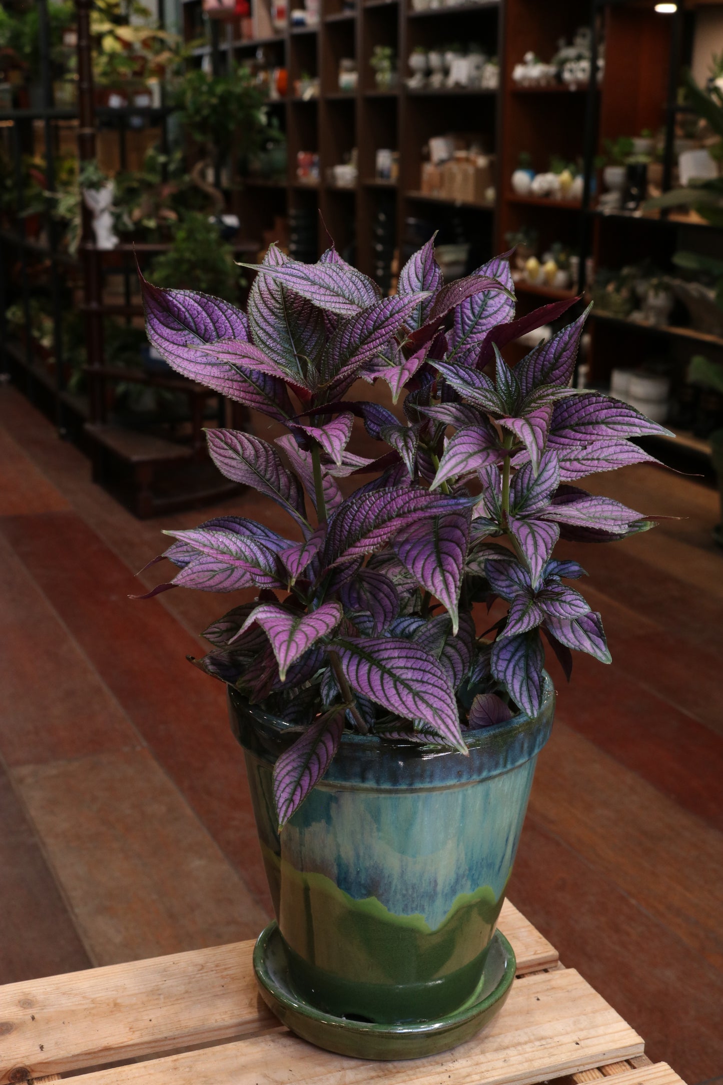 Strobilanthes Dyeriana 'Metallica'