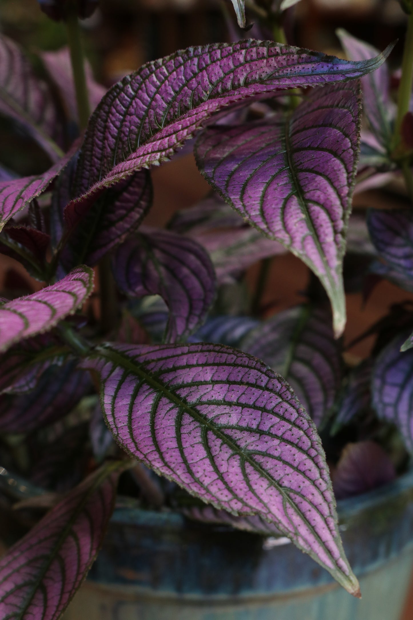 Strobilanthes Dyeriana 'Metallica'