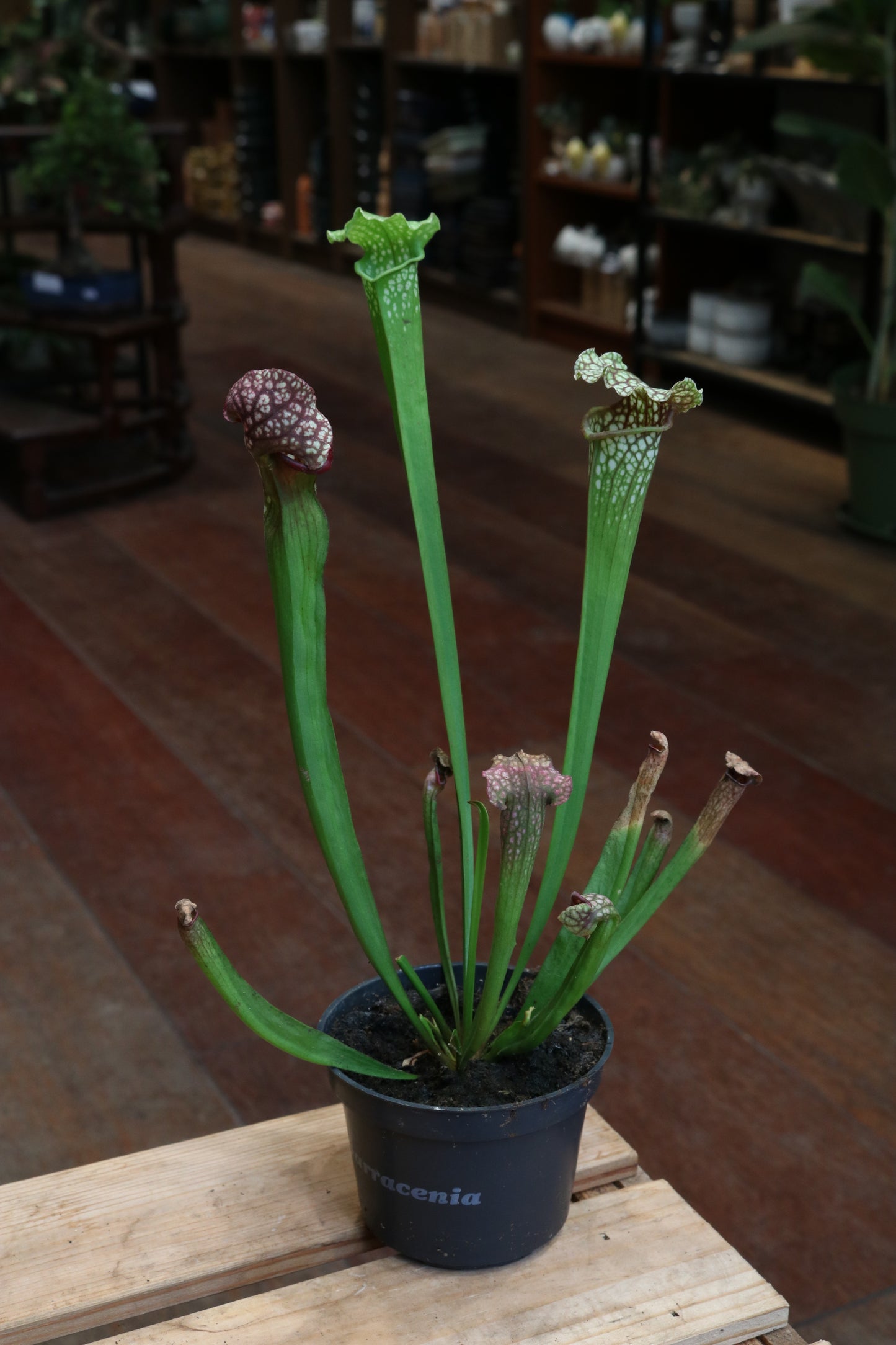 Sarracenia (Trumpet pitcher)