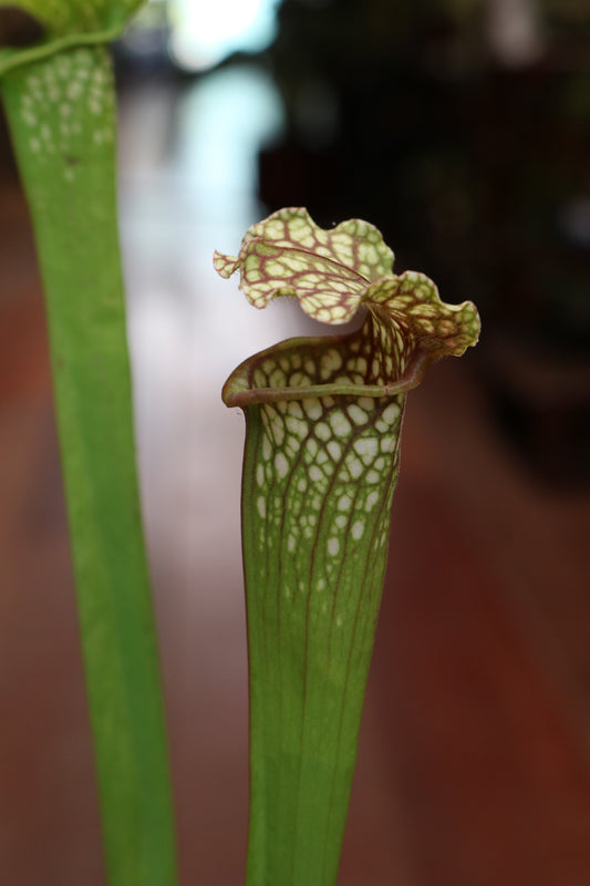 Sarracenia (Trumpet pitcher)