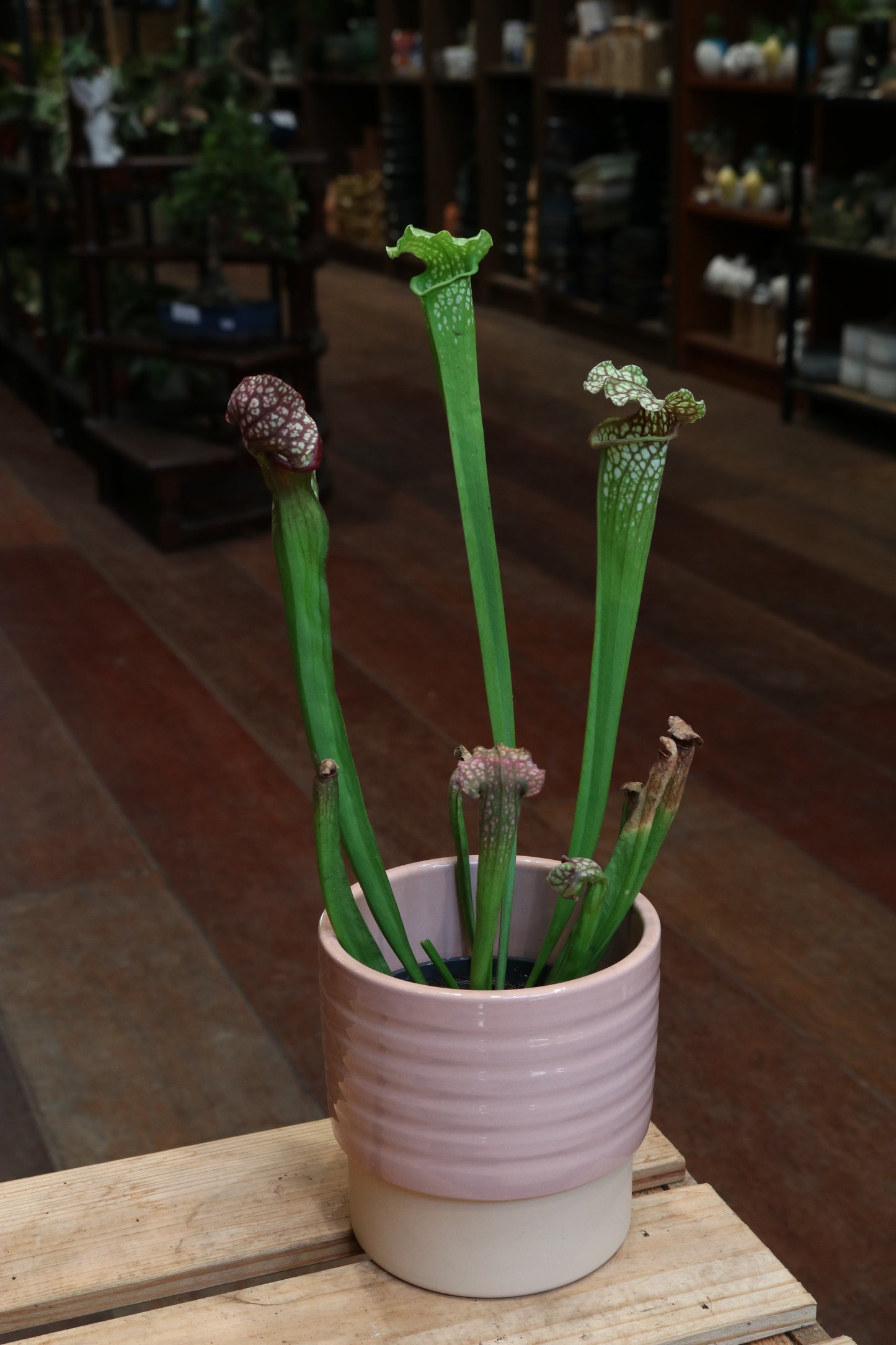 Sarracenia (Trumpet pitcher)