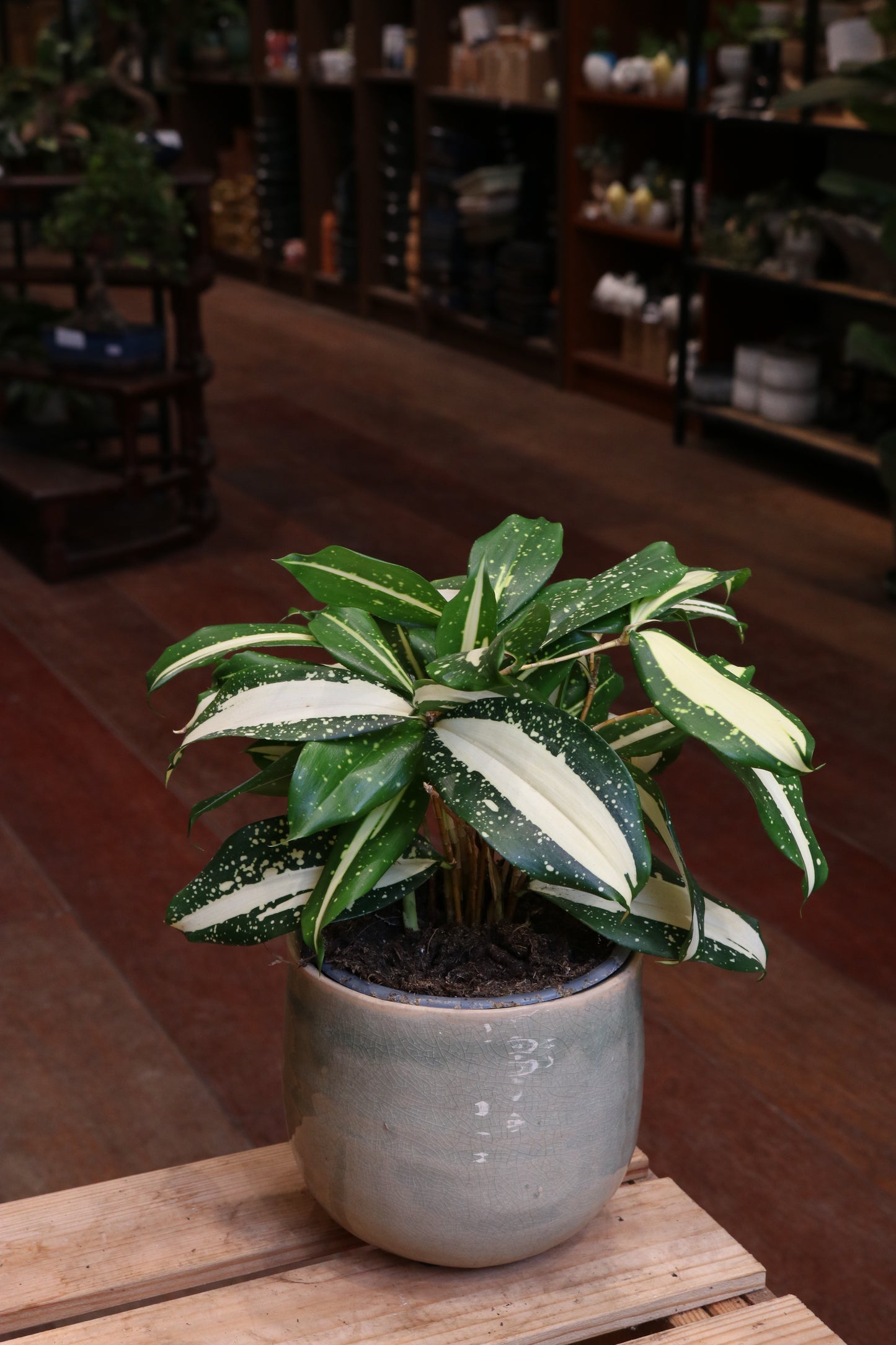 Dracaena Milky Way