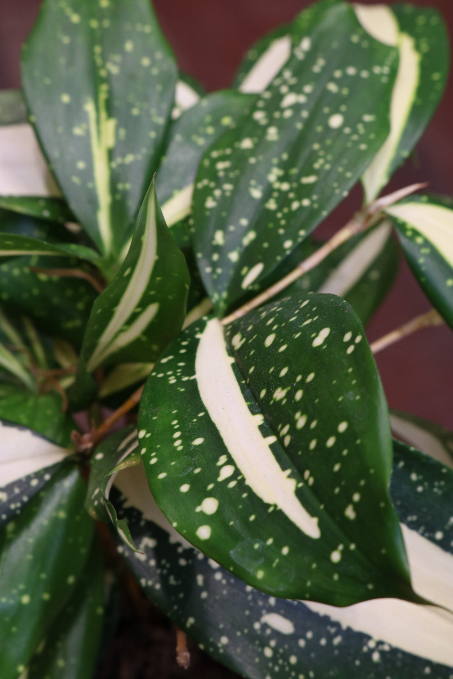 Dracaena Milky Way