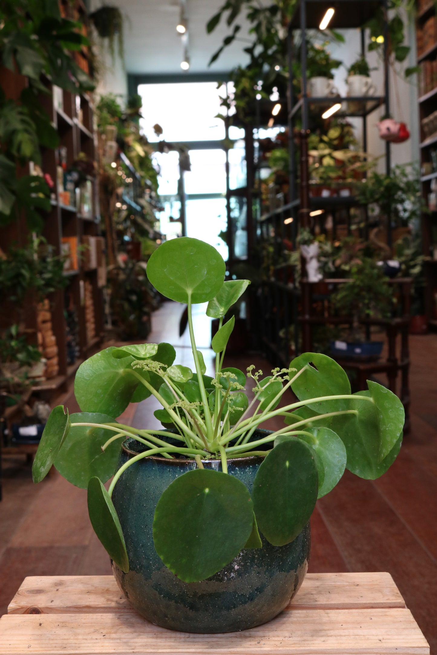 Pilea peperomoides (pannenkoekplant)