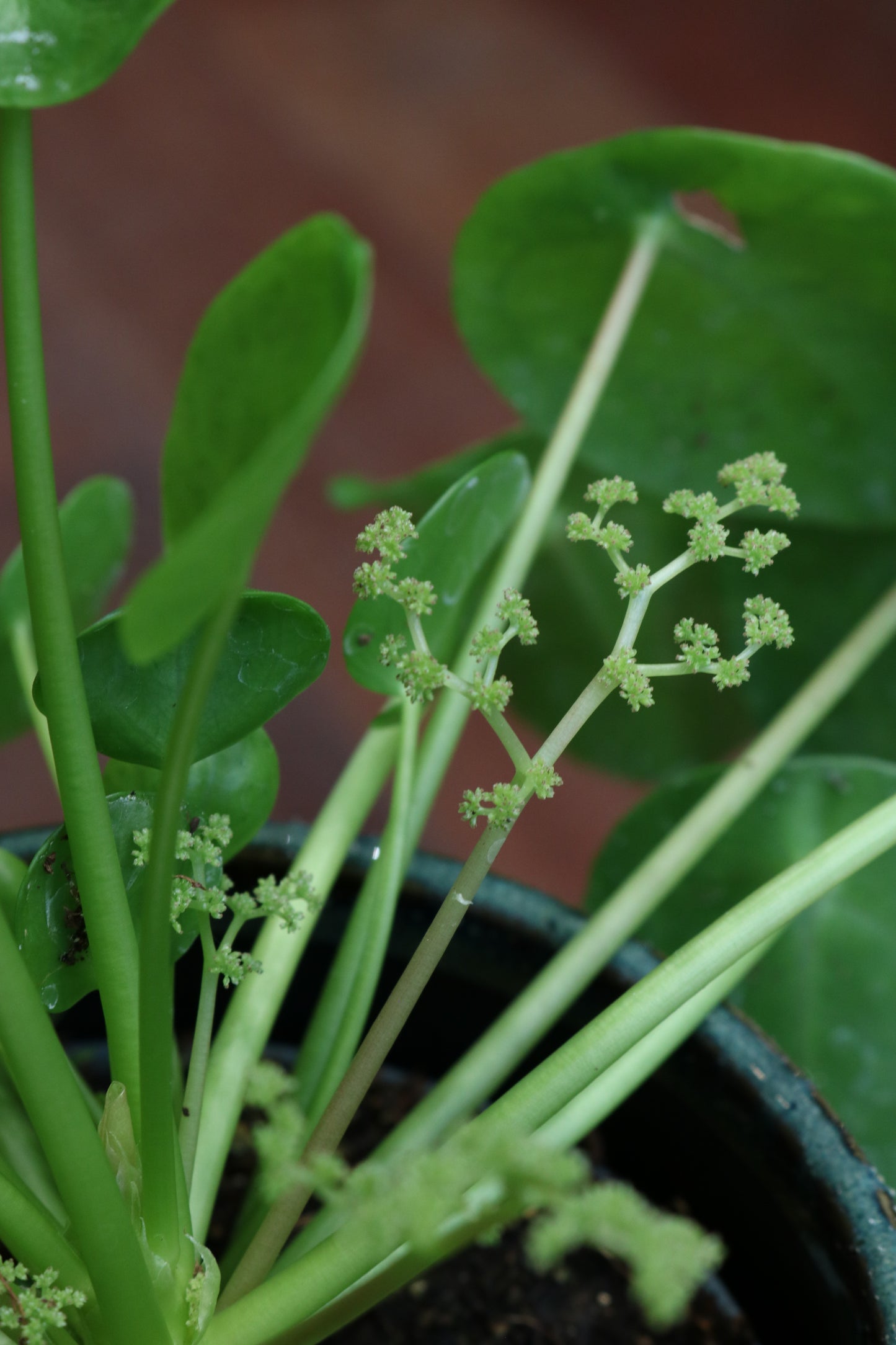 Pilea peperomoides (pannenkoekplant)
