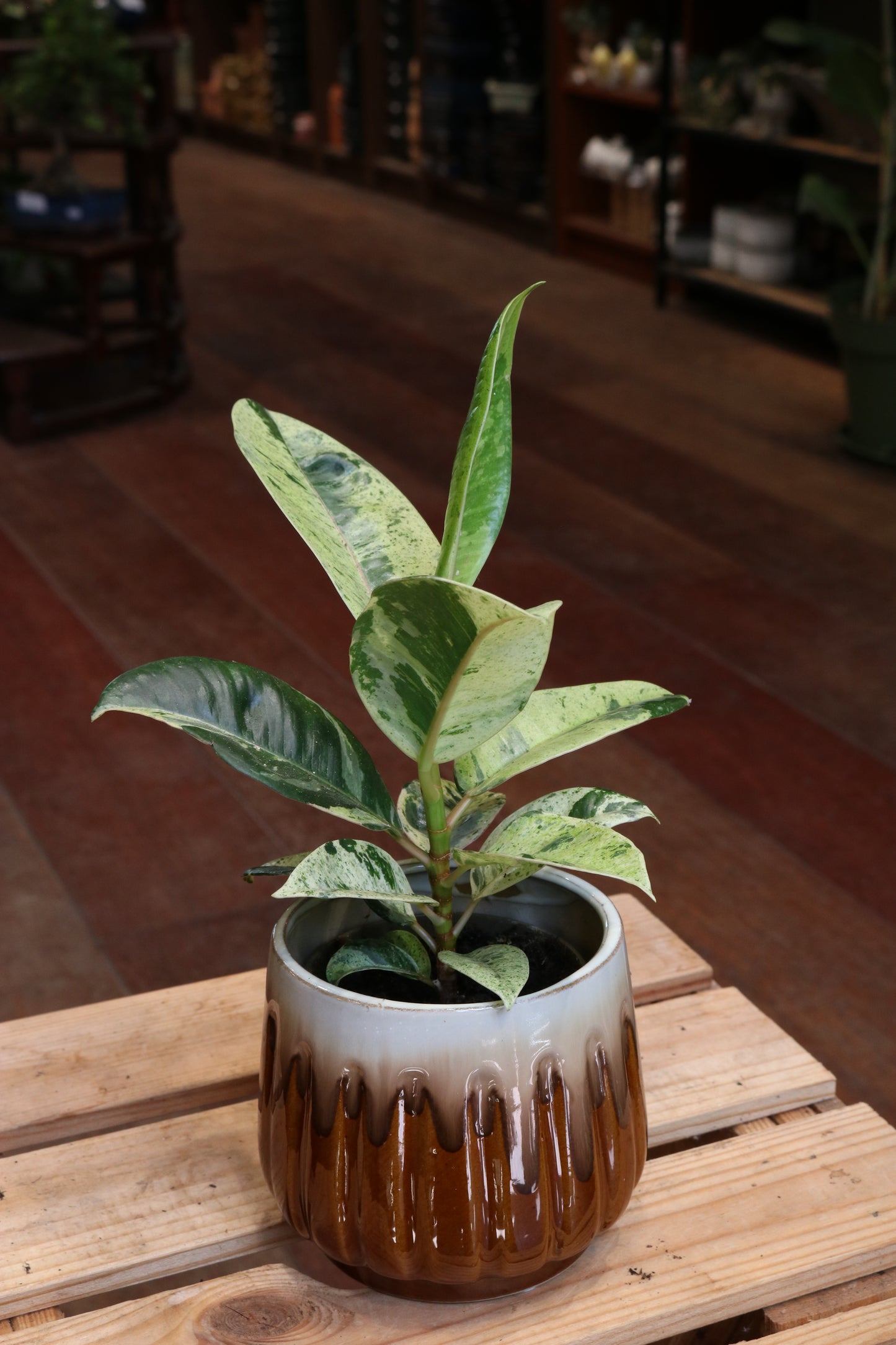 Ficus Elastica Shivereana