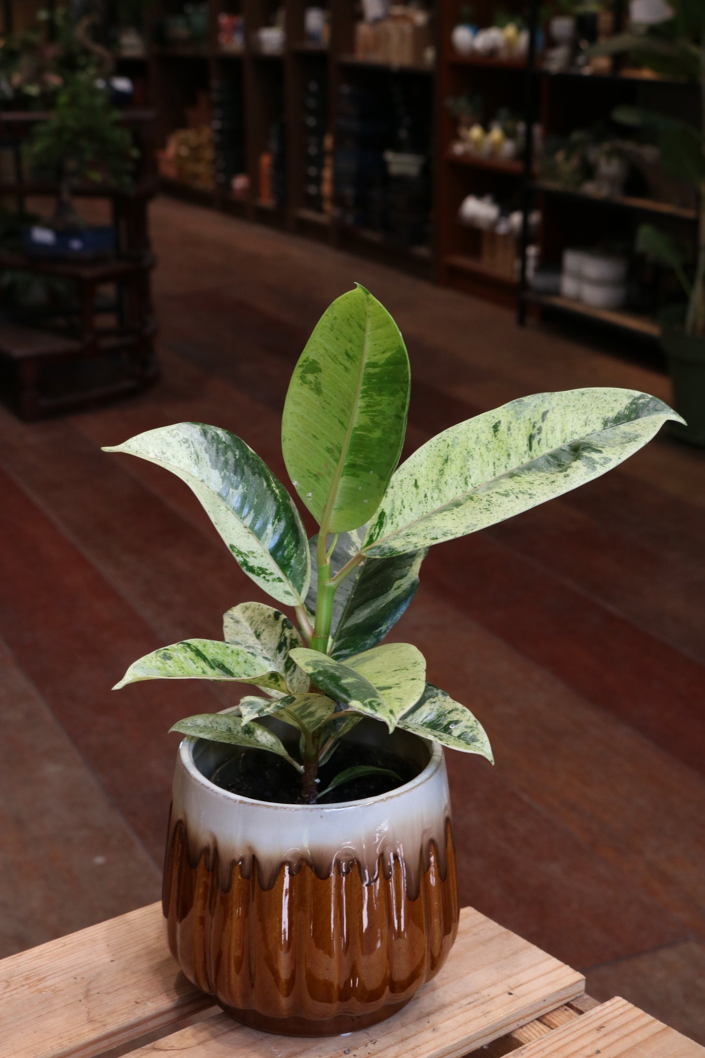 Ficus Elastica Shivereana