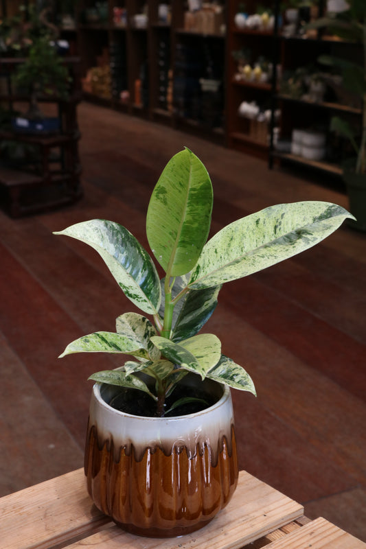 Ficus elastica shivereana