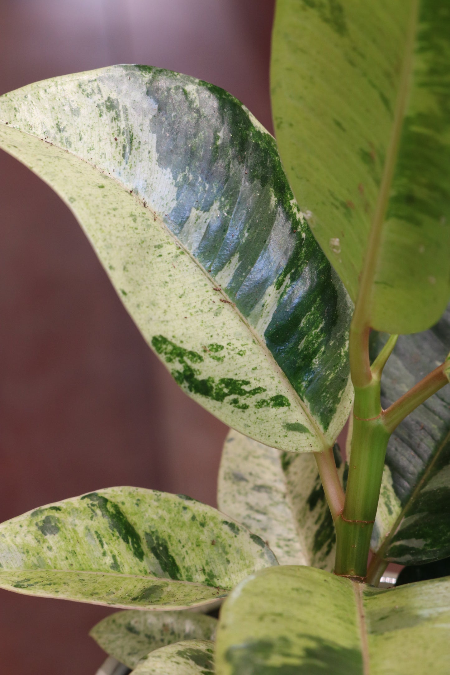 Ficus Elastica Shivereana