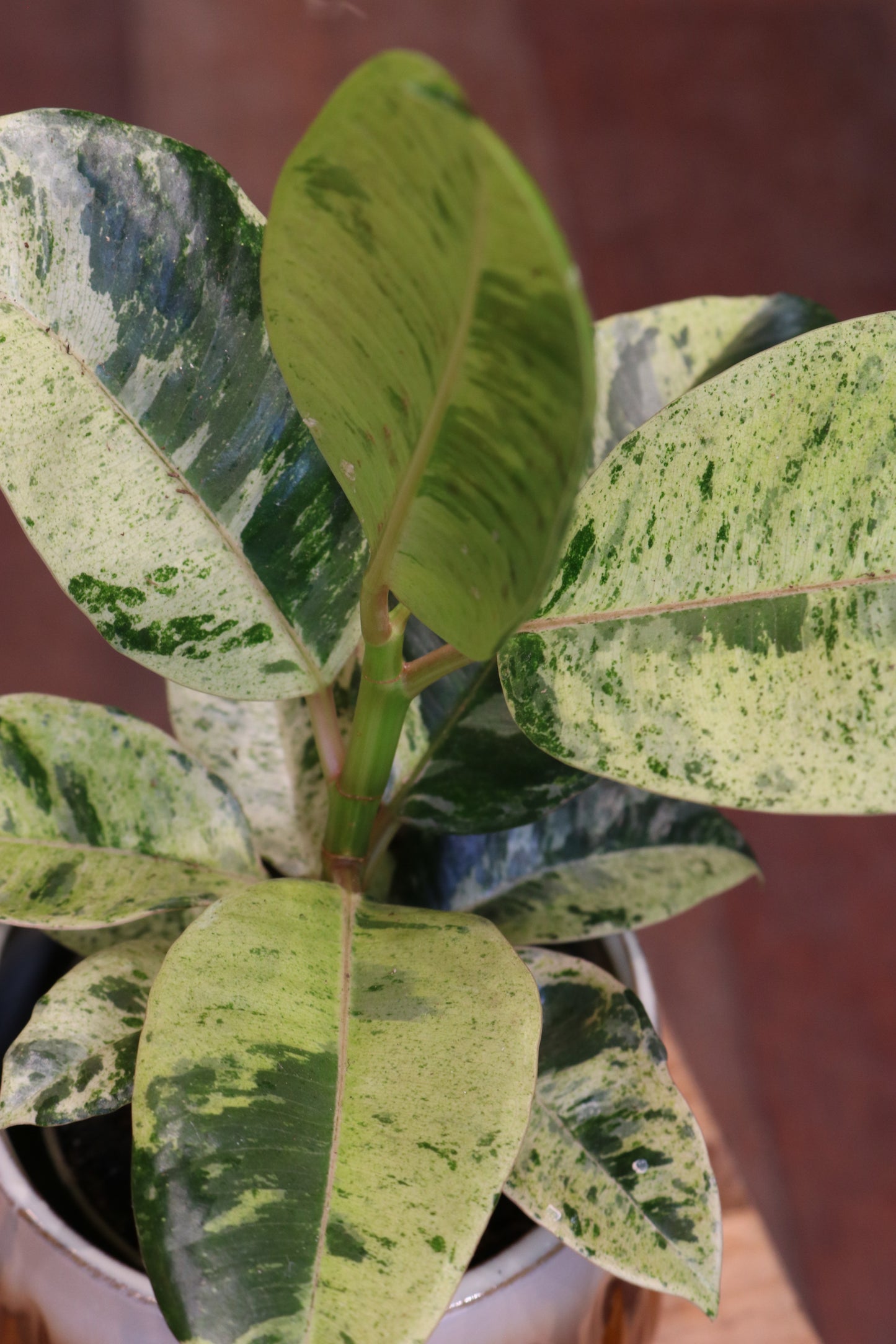 Ficus Elastica Shivereana