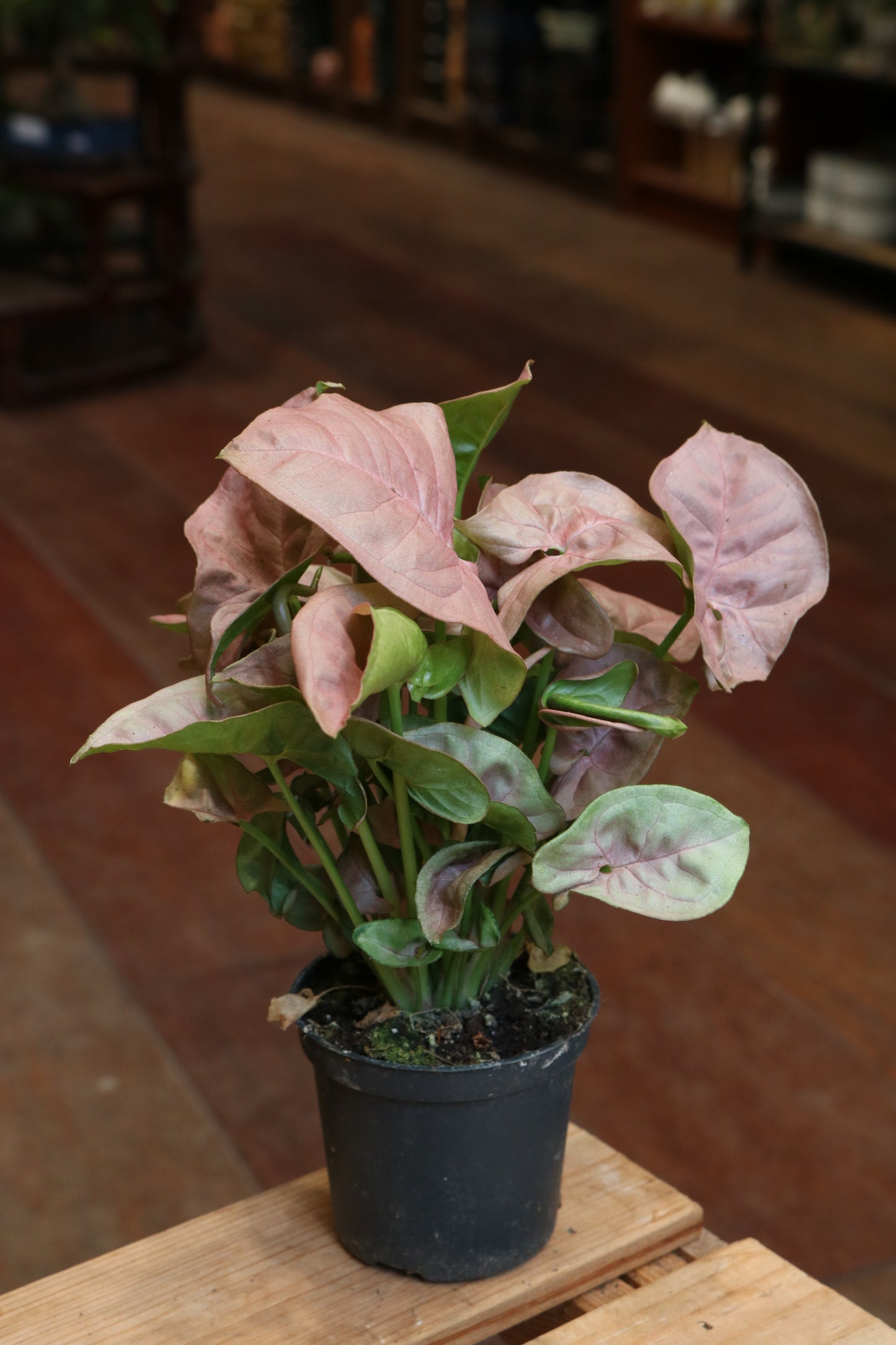 Pink Syngonium