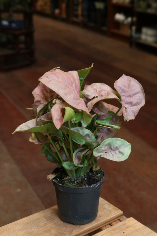 Pink Syngonium