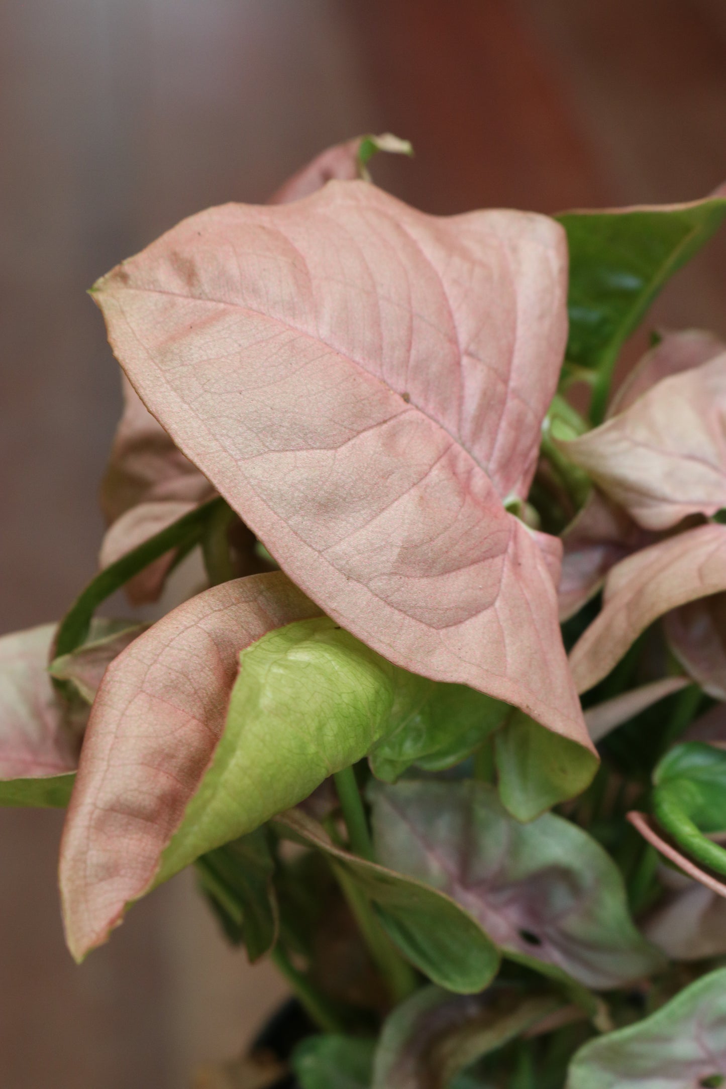 Pink Syngonium