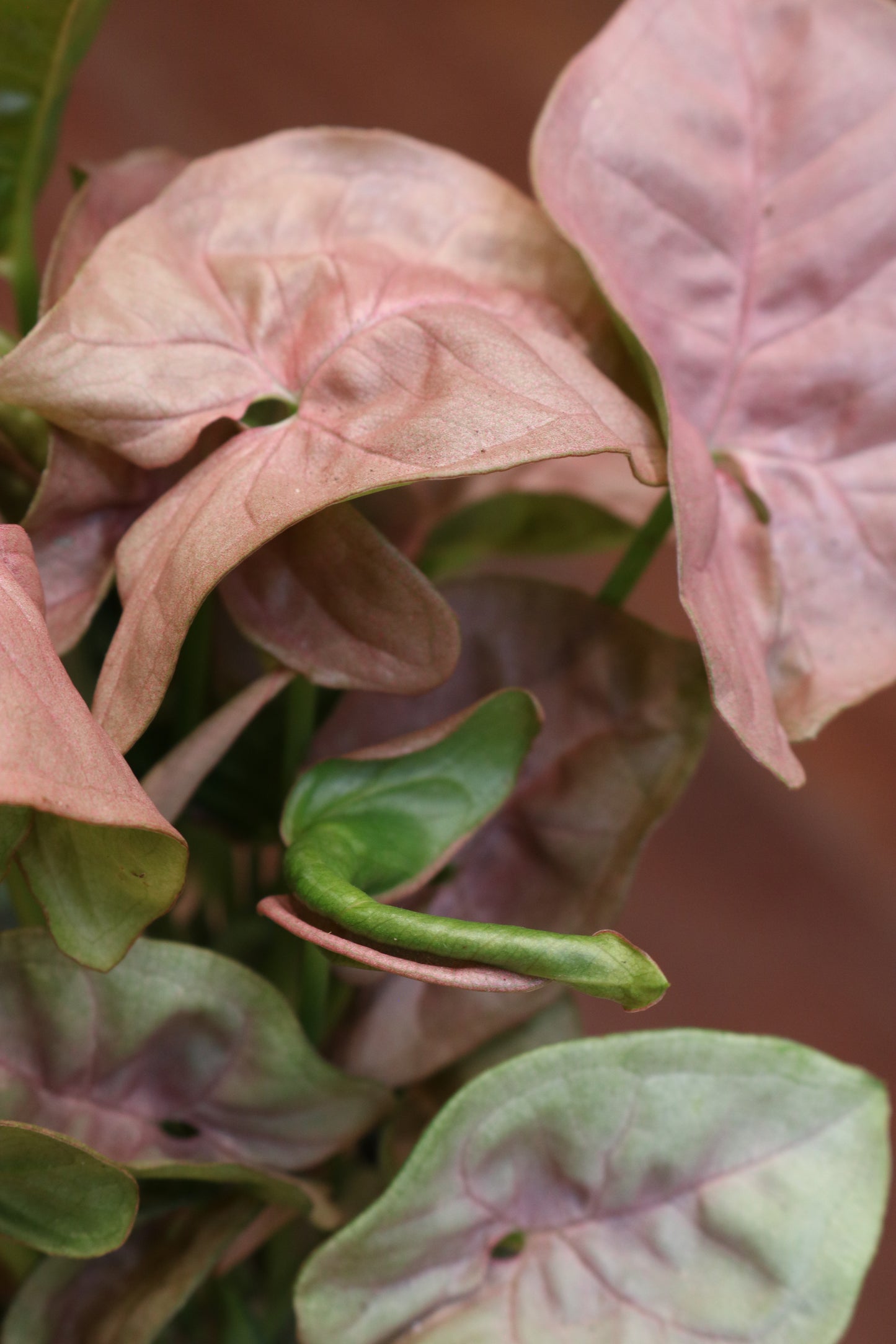 Pink Syngonium
