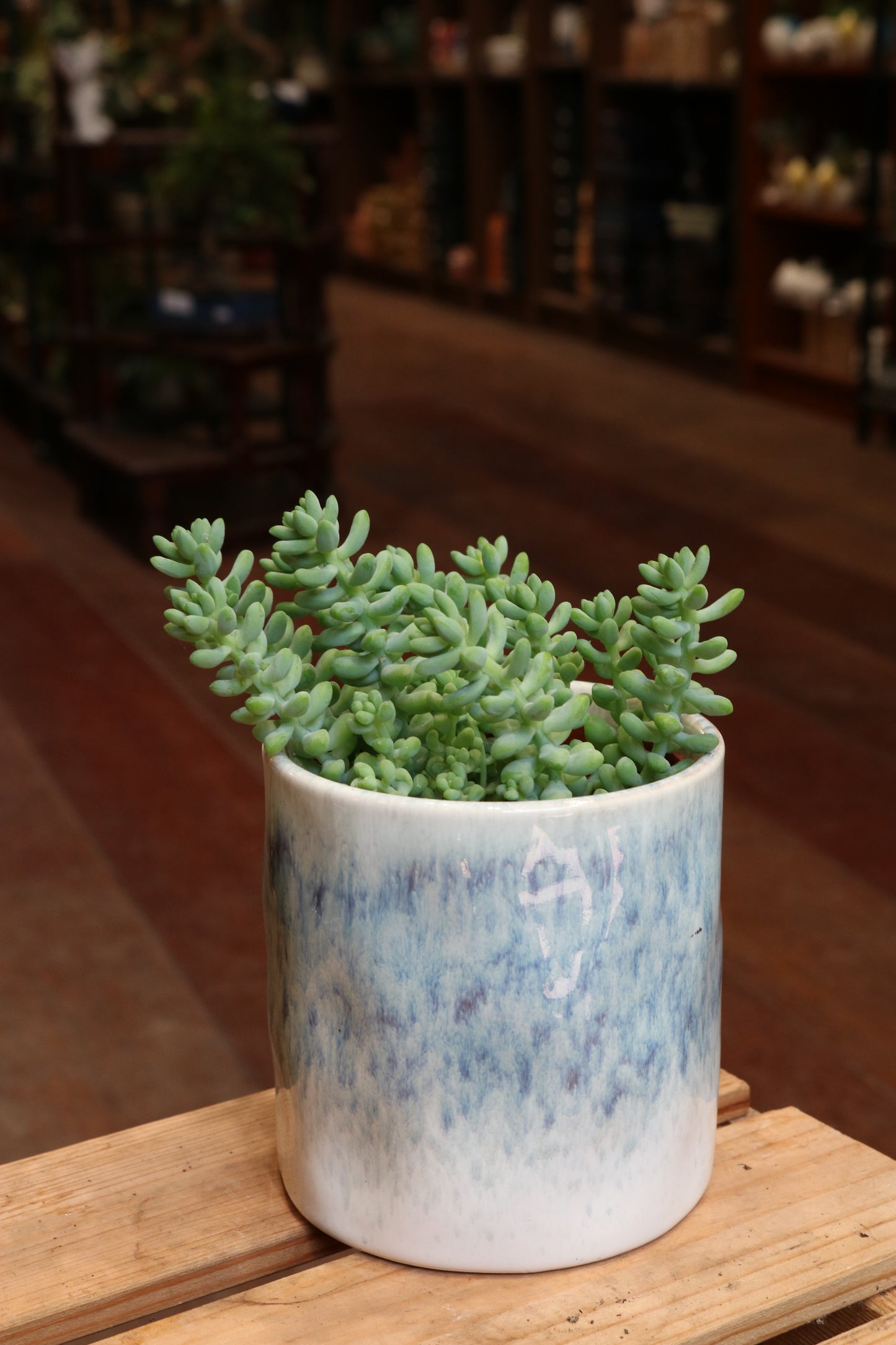 Sedum burrito