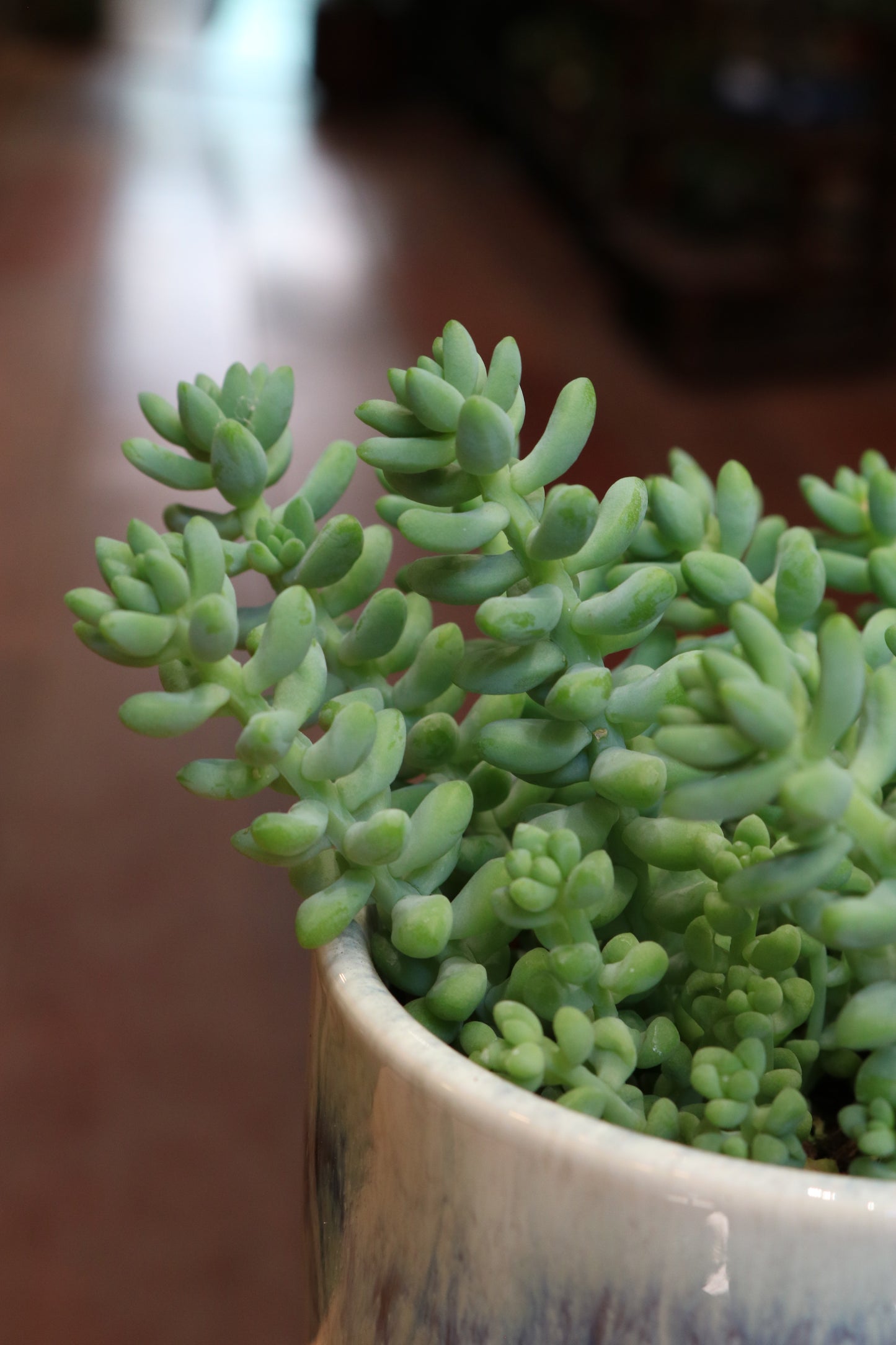 Sedum burrito