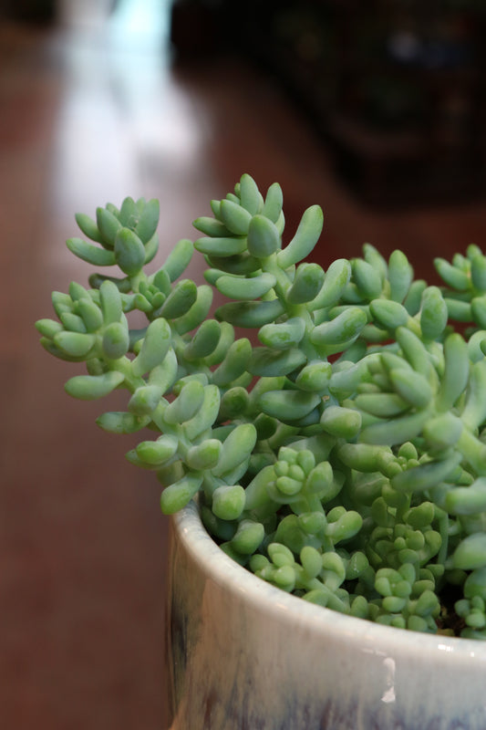 Sedum burrito