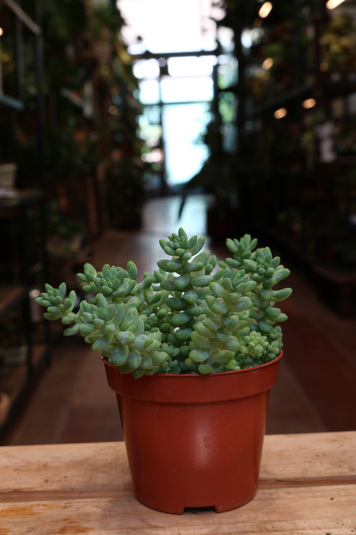 Sedum burrito