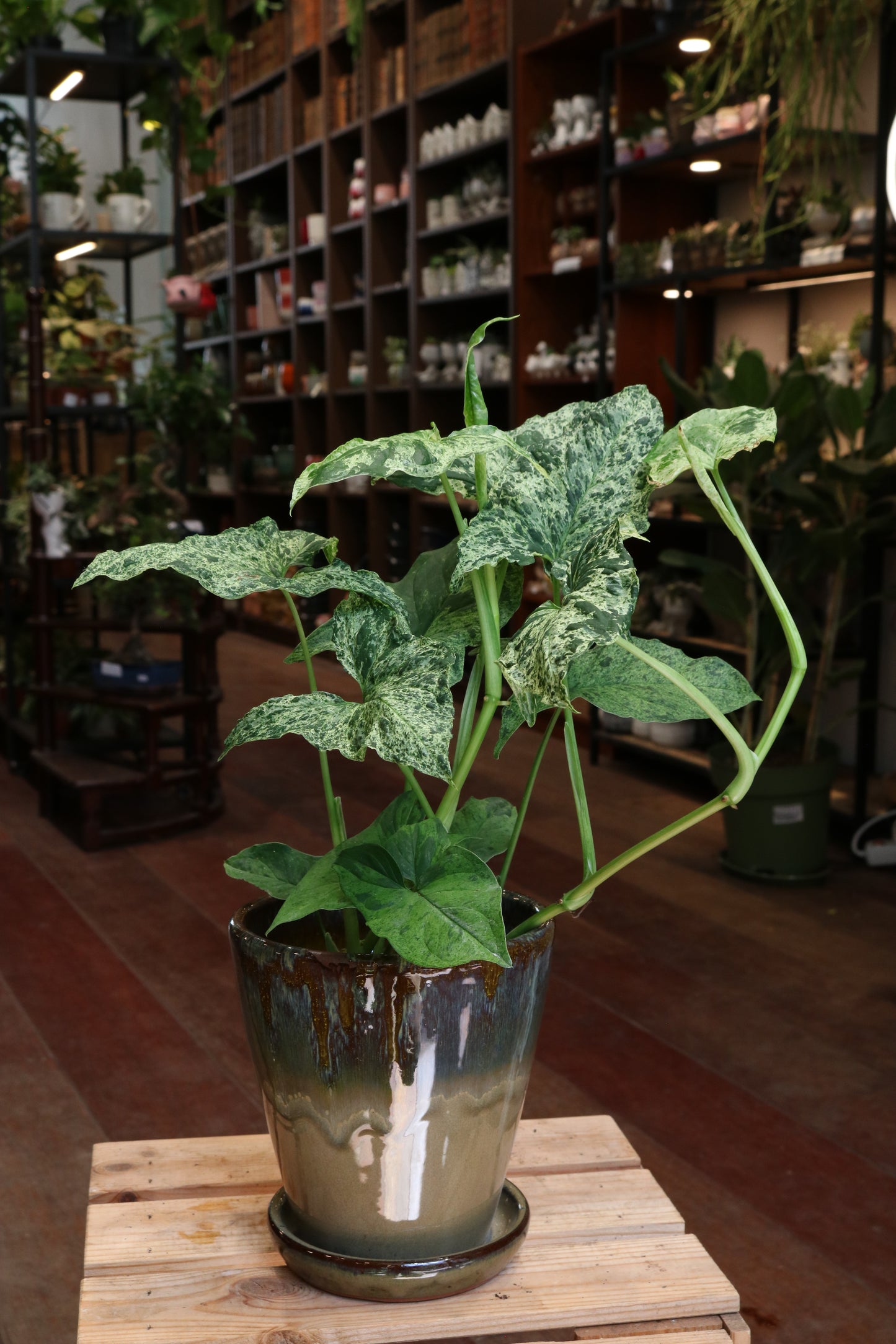Syngonium