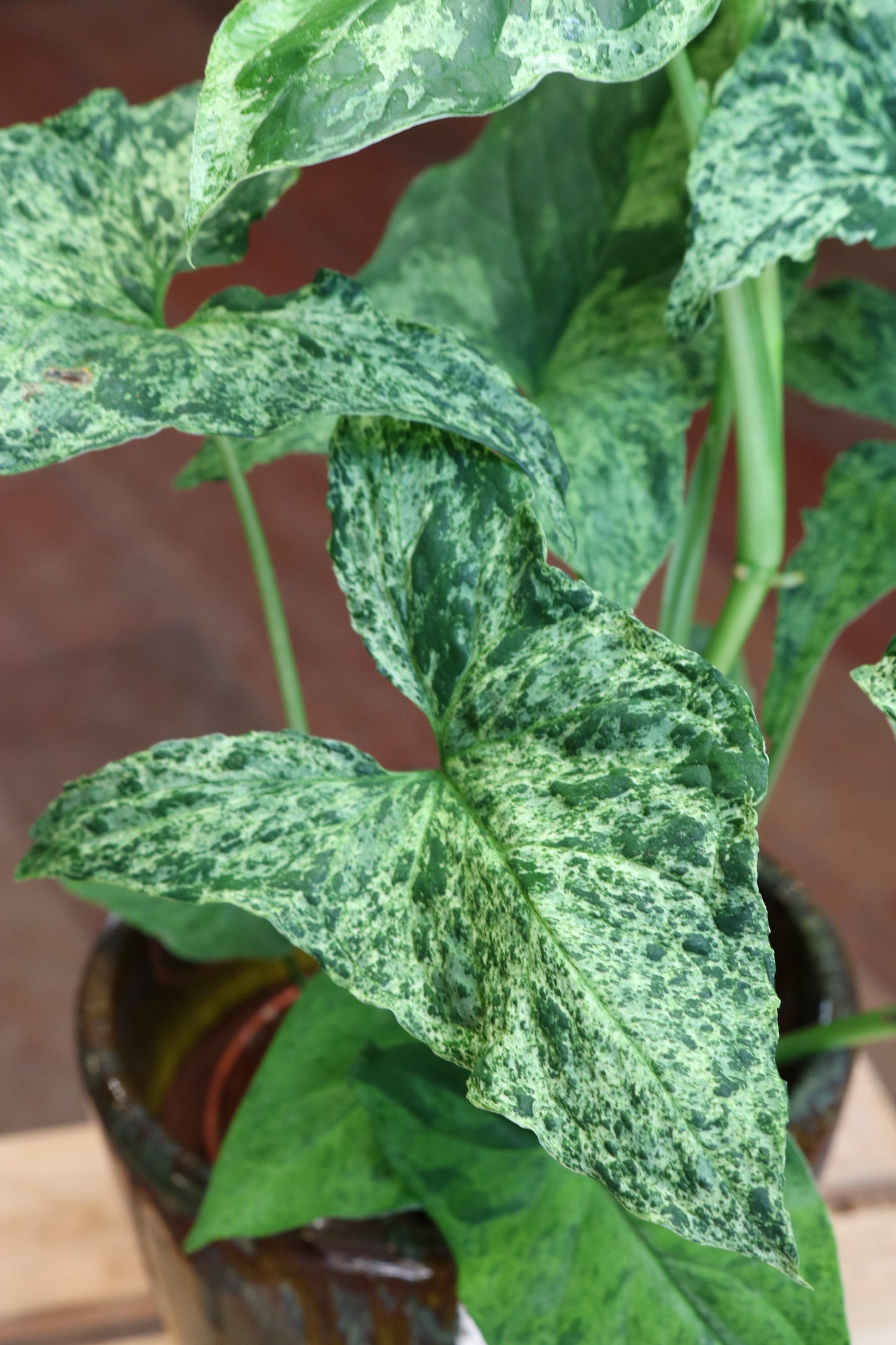 Syngonium