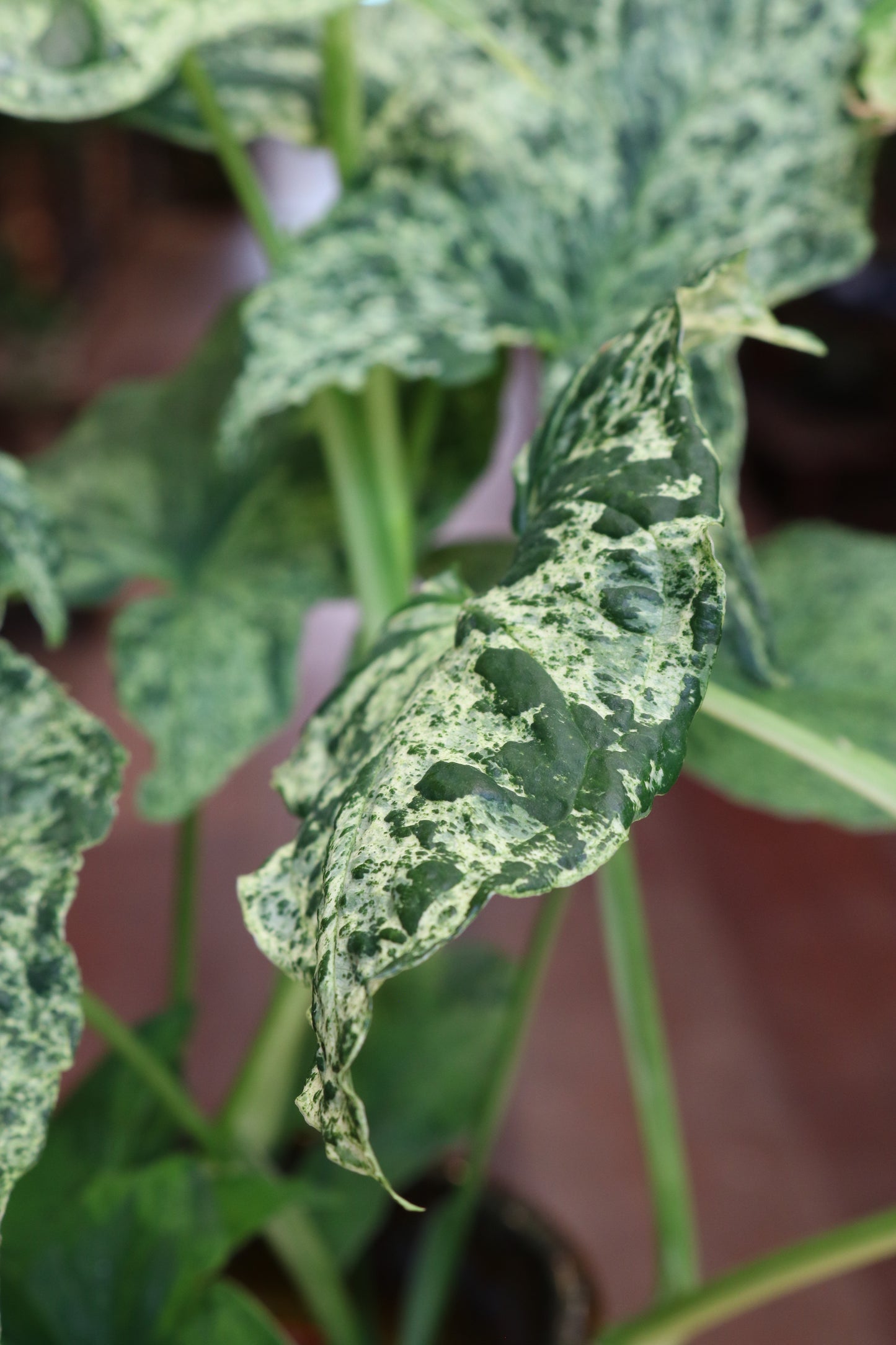 Syngonium