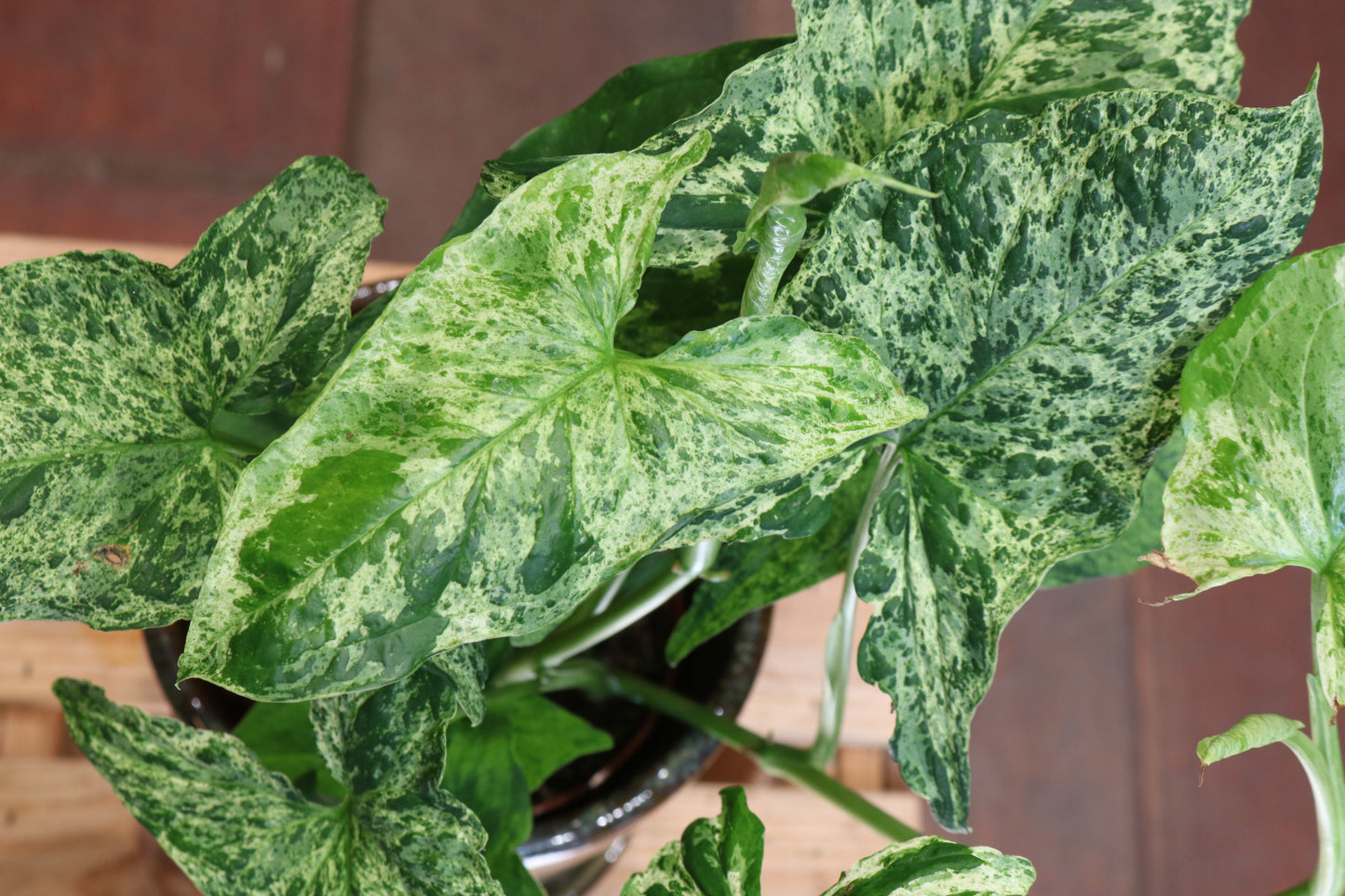 Syngonium